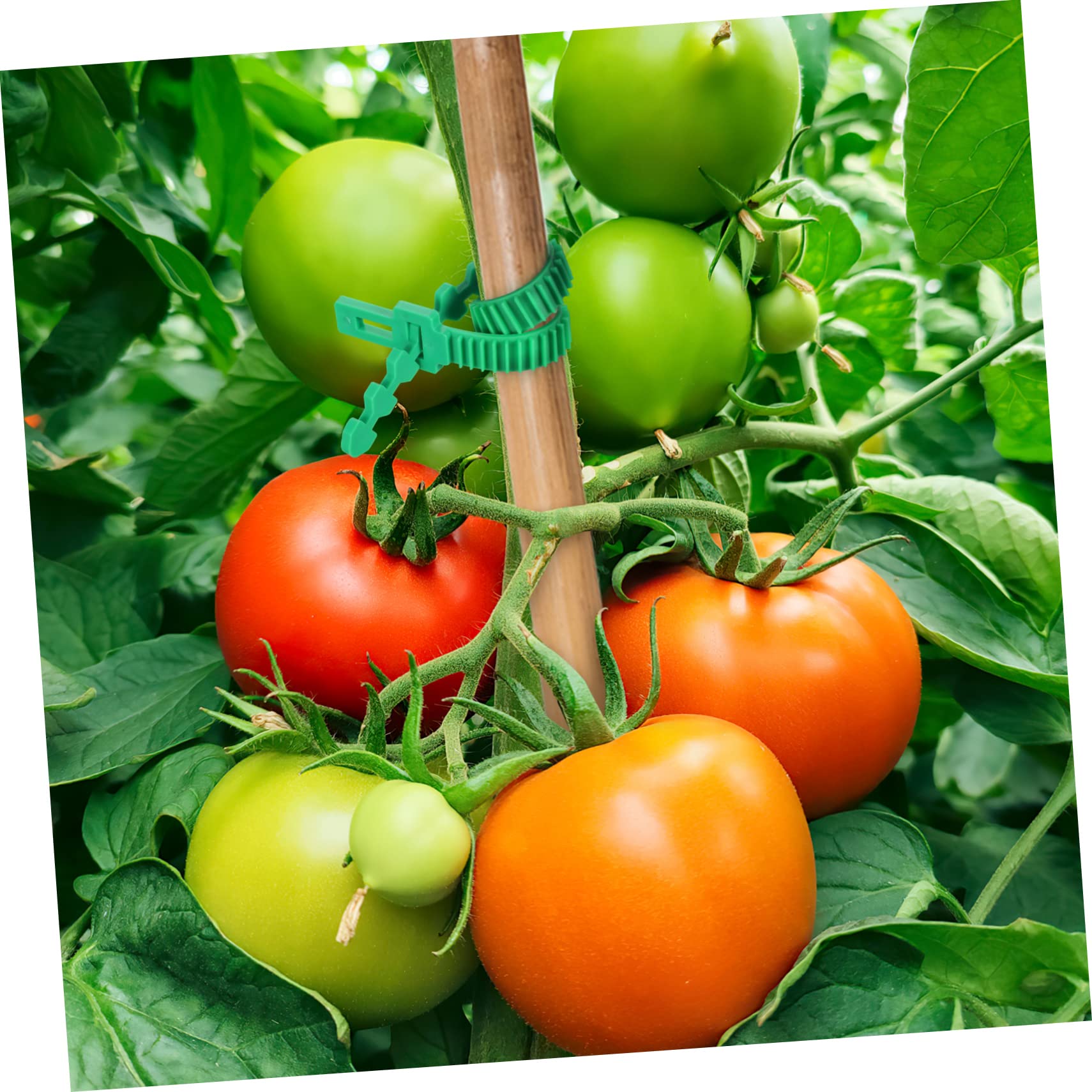 ifundom 2 Set Cinghie per da da E Resistente per Legare E Stabilizzare Piante E Rami per Giardinaggio E Esterno 18 Pezzi*2