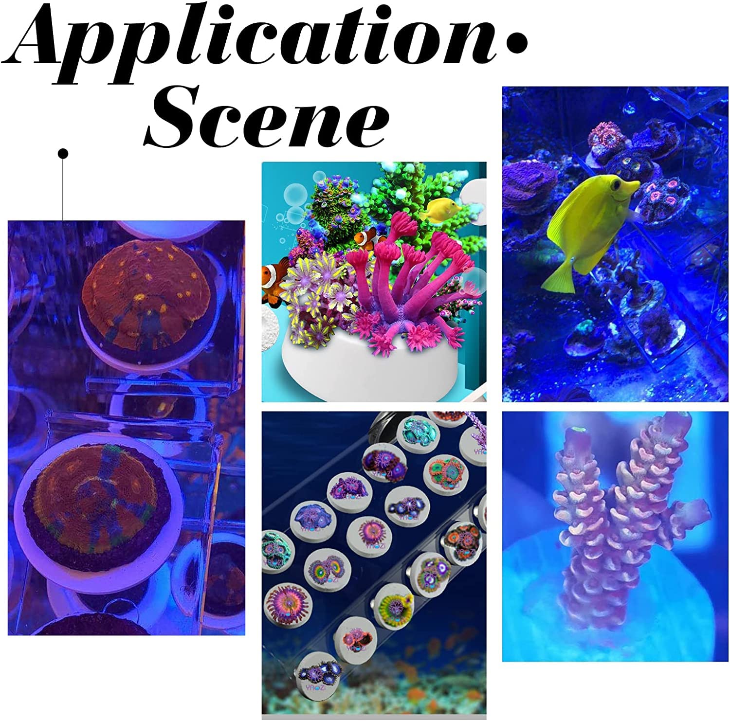 Amazon.co.jp: CHGCRAFT 12個 2スタイル サンゴフラグプレートベース