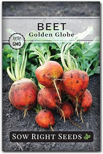 Sow Right Seeds - Semillas de remolacha Golden Globe para plantar - Paquete de reliquia sin OMG con instrucciones para plantar y cultivar un huerto