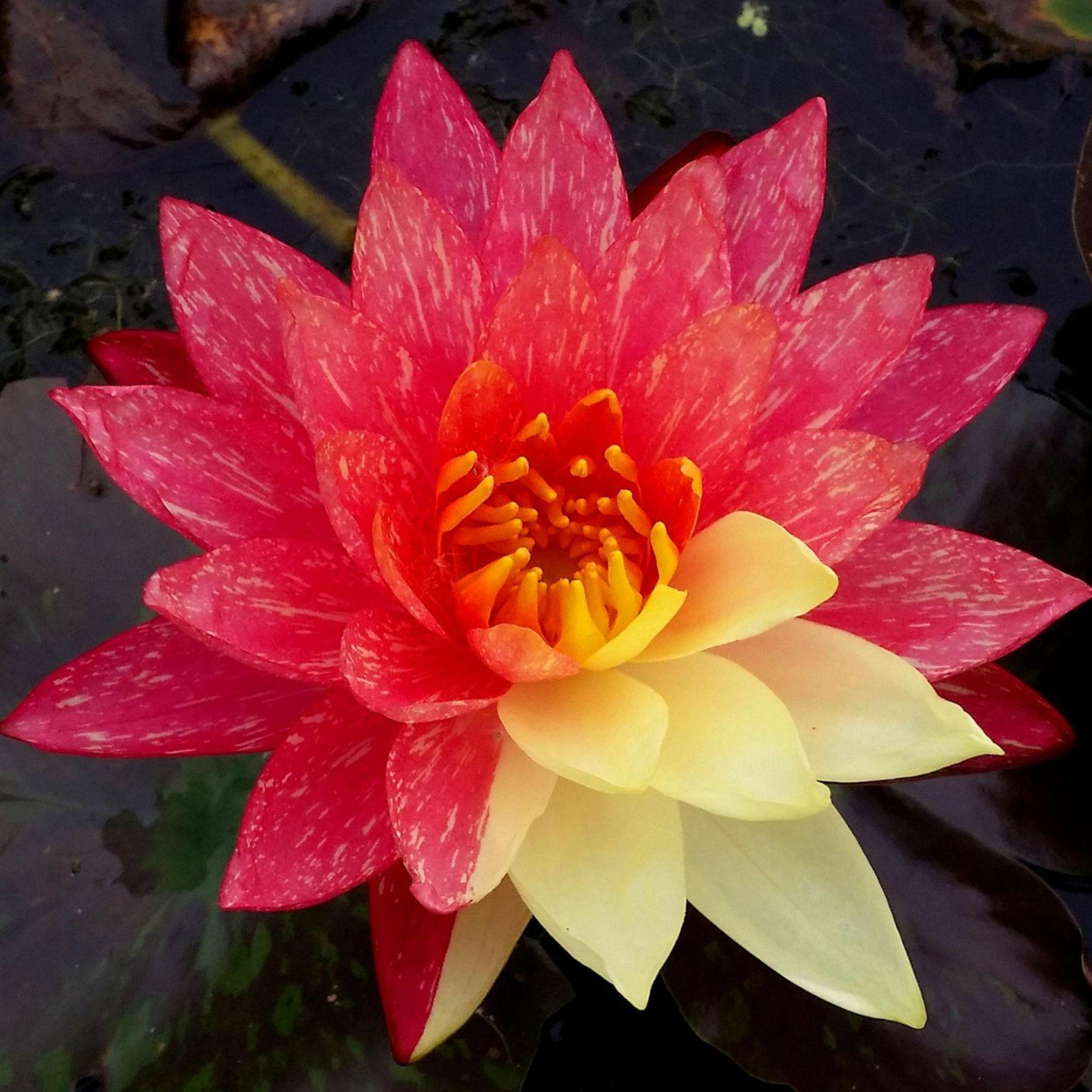 Wanvisa Live Perennial Water Lily by Chalily