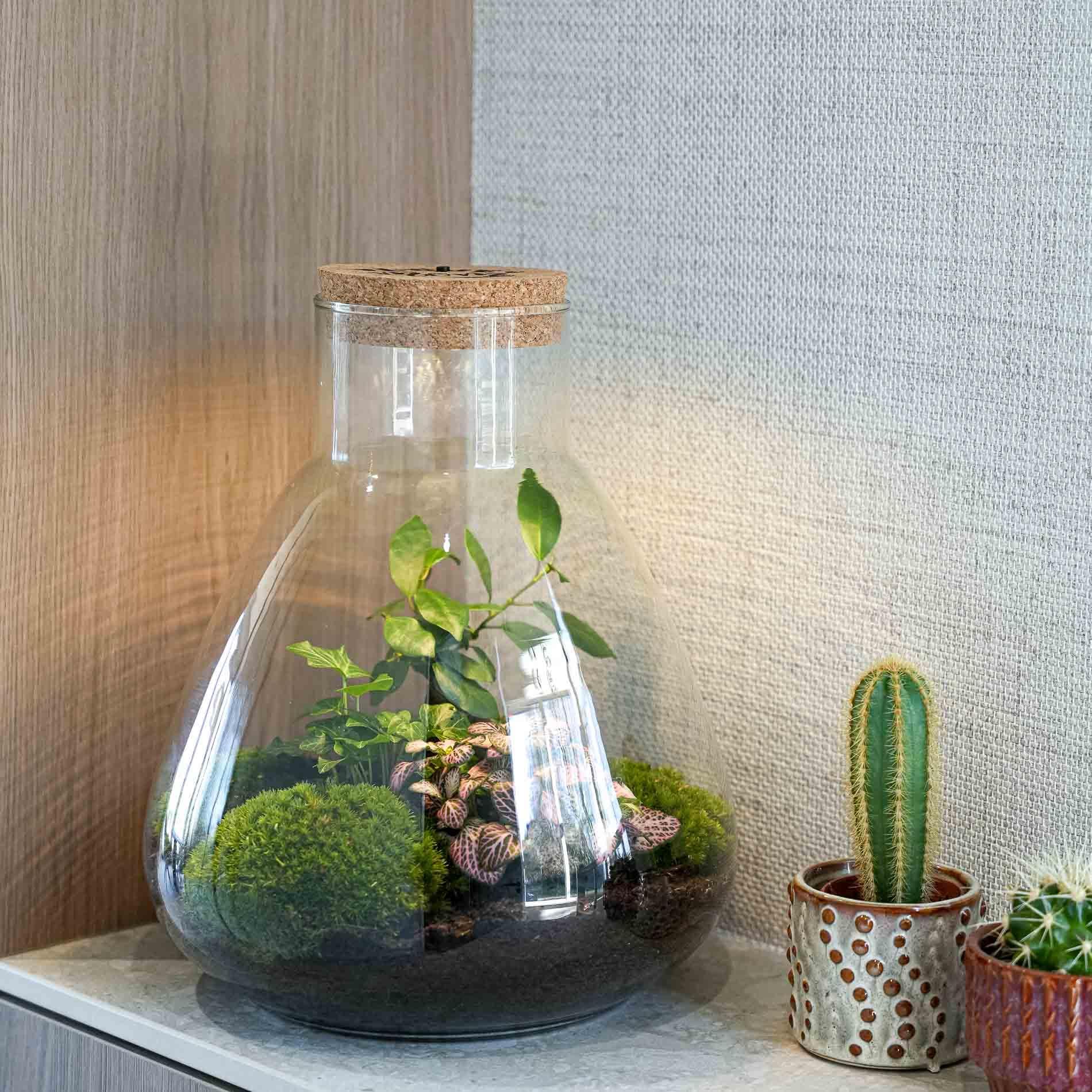Terrario Cristal DIY con Corcho LED, Regalo Día de la Madre, Ø 24.5x30 cm