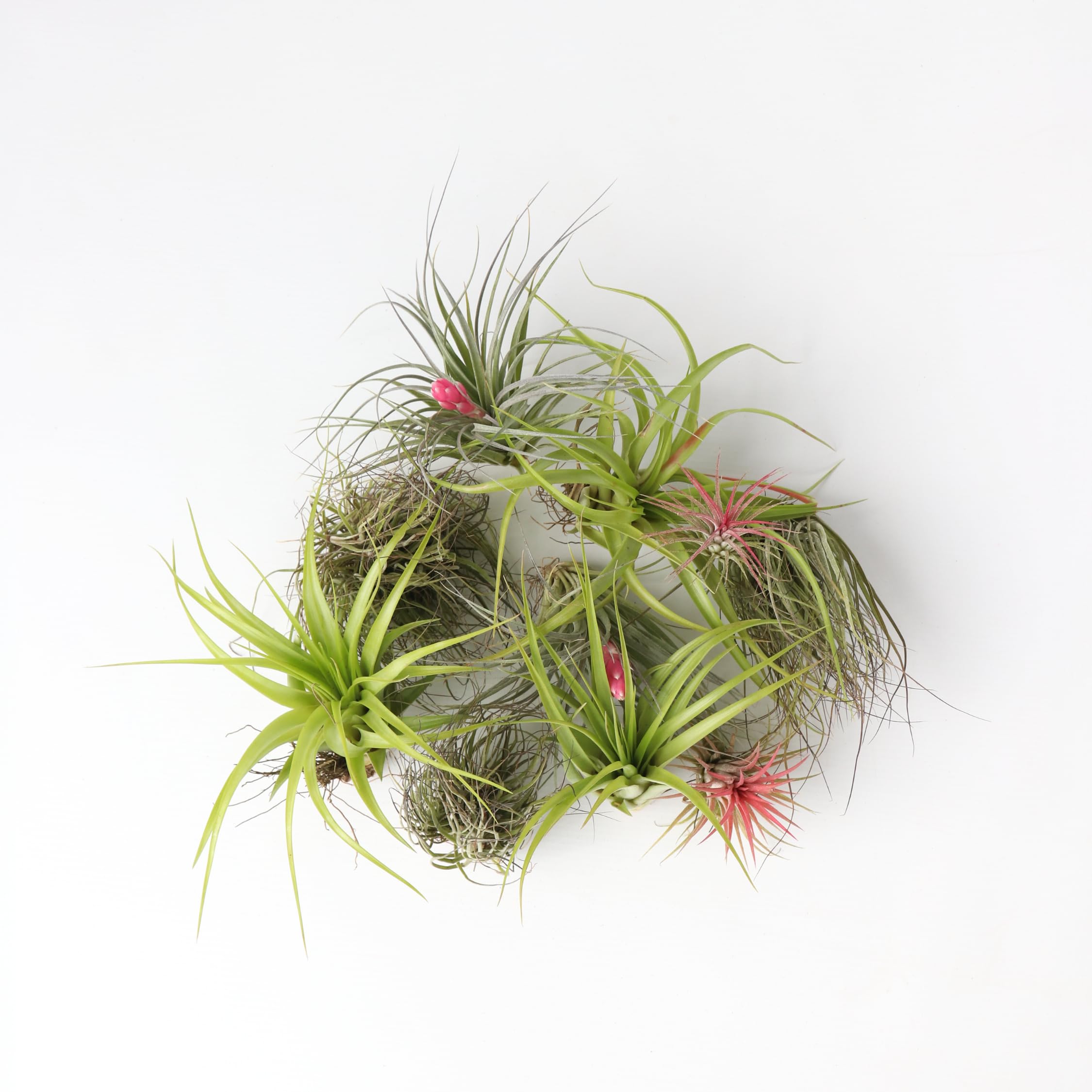 Plant in a Box - Miscela di piante di Tillandsia - Set di 10 - Piante aeree vere - Piante da appartamento - Altezza 5-15cm