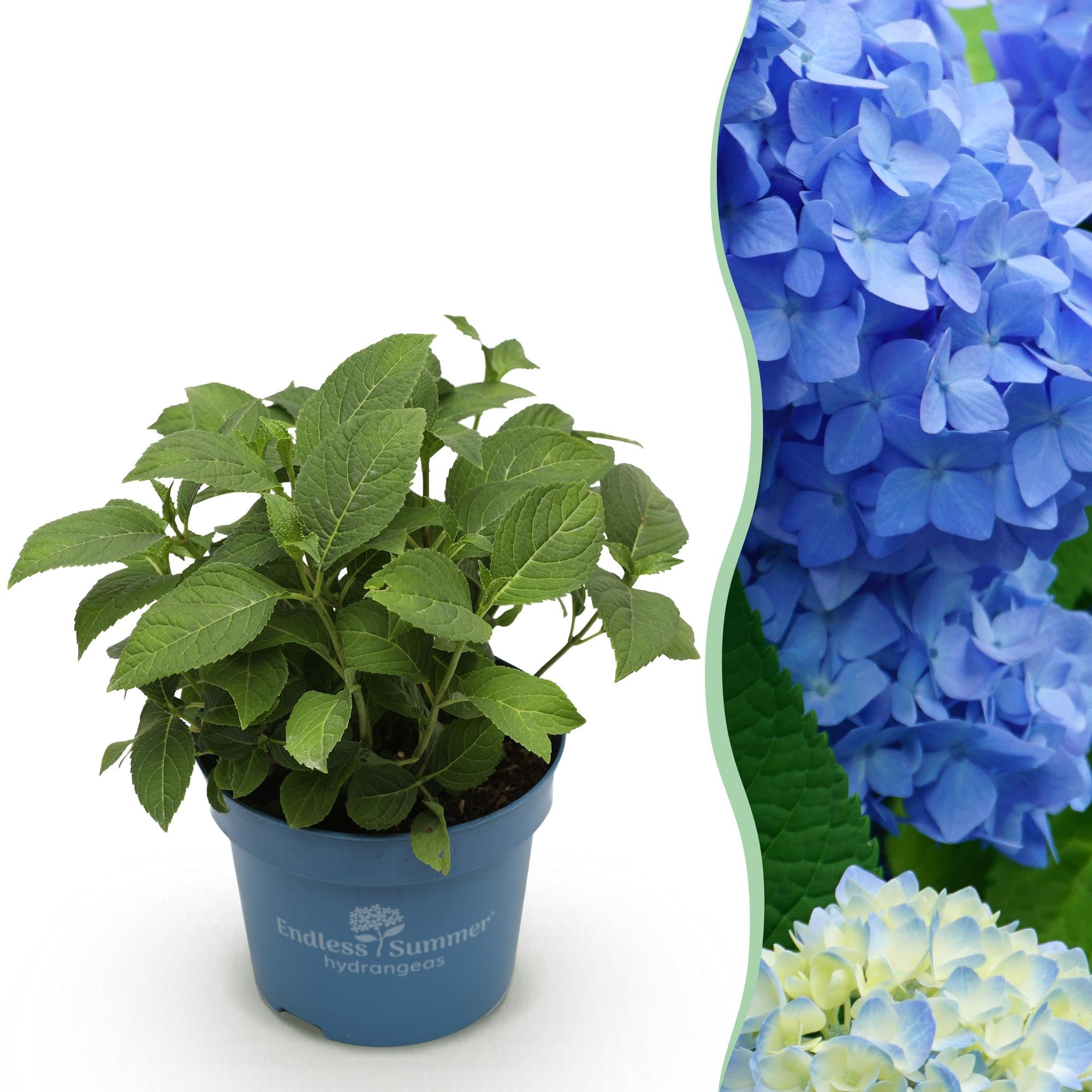 Hydrangea Endless Summer The Original Blue Hortensia Bleu Pot 14cm Hauteur 20-25cm