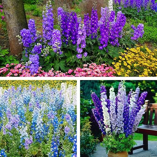 Miniatura 8 de Más de 200 semillas de delphinium de colores mixtos, gigantes, subpinos, espuros, semillas de jardín coloridas para plantar