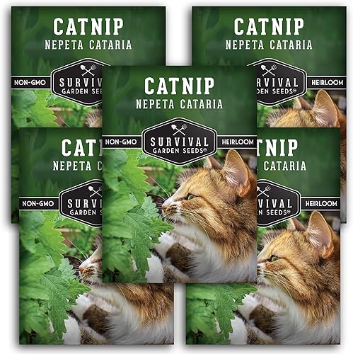 Semillas de hierba gatera para plantar, 5 paquetes con instrucciones para plantar y cultivar hierbas para tu gato en interiores o exteriores en tu