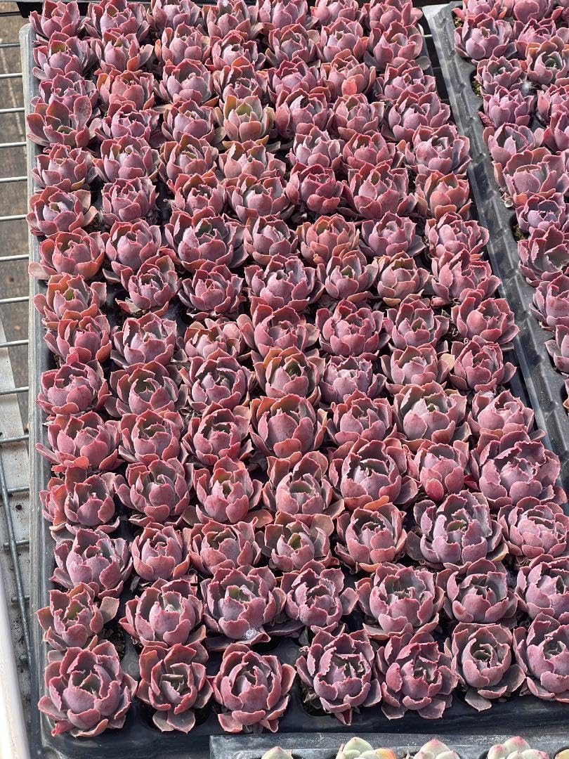 Amazon.co.jp: 105苗セット S87-6 夕焼けの舞 多肉植物