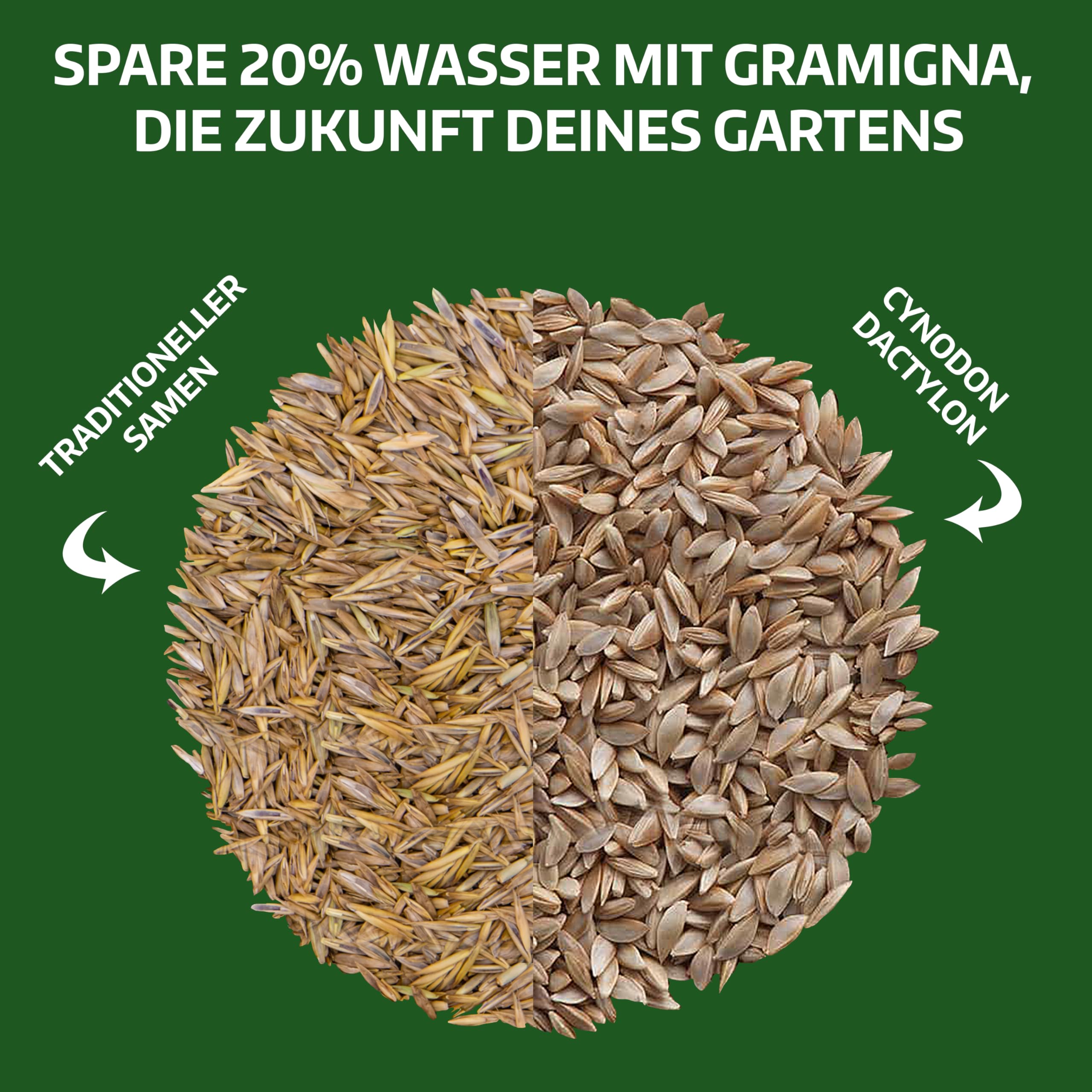LERAVA Rasensamen Bermudagras (1 kg) - Für 100 m² - Extrem trittfest und trockenheitsresistent - Schnellwachsender Rasen für mediterrane und küstennahe Flächen - Spart bis zu 20% Wassera