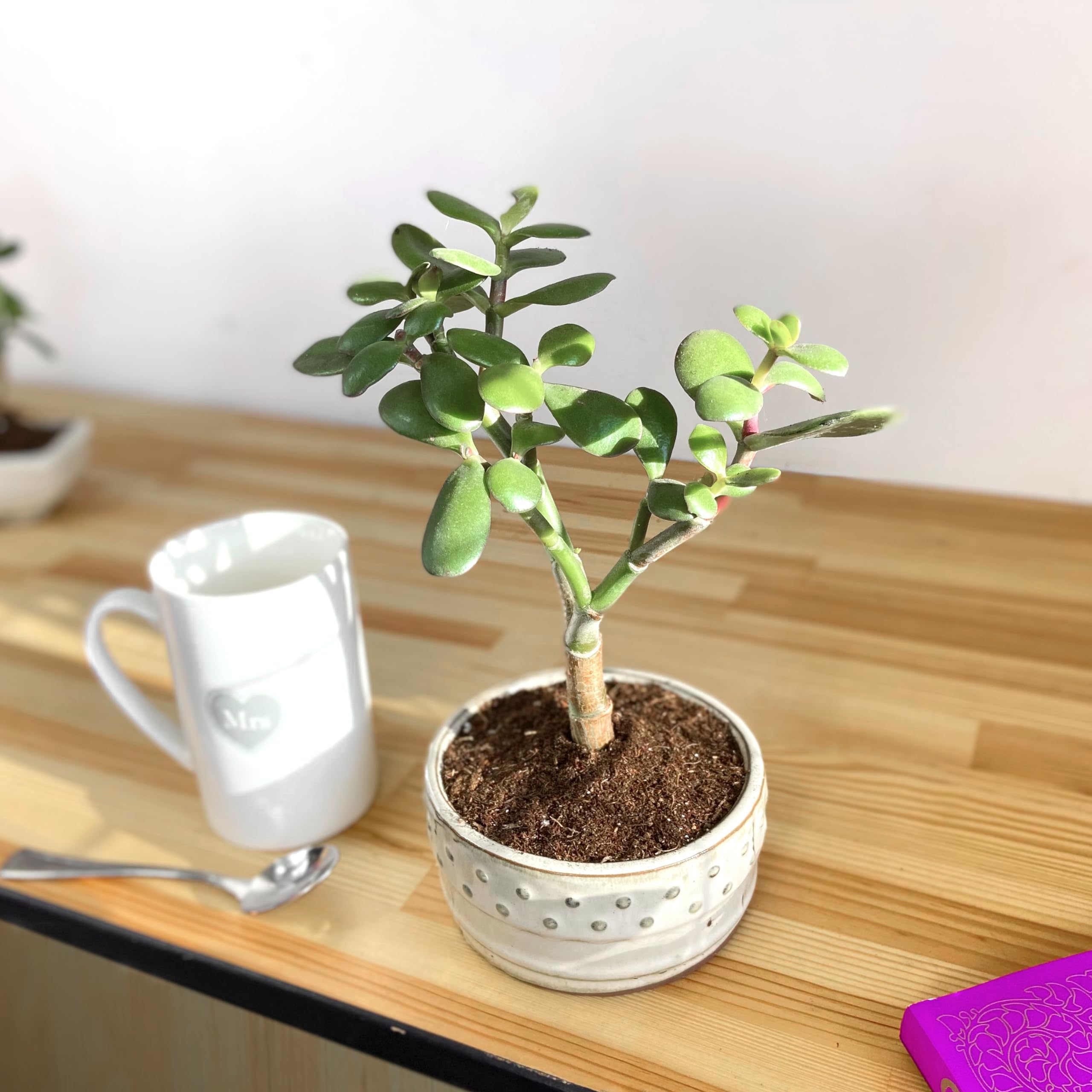 Lebendiger Crassula Ovata 'S'-Form Bonsai: Zimmerpflanze - Keramiktopf,  pflegeleicht - sthetische Fusion von saftiger Eleganz : Amazon.de: Garten