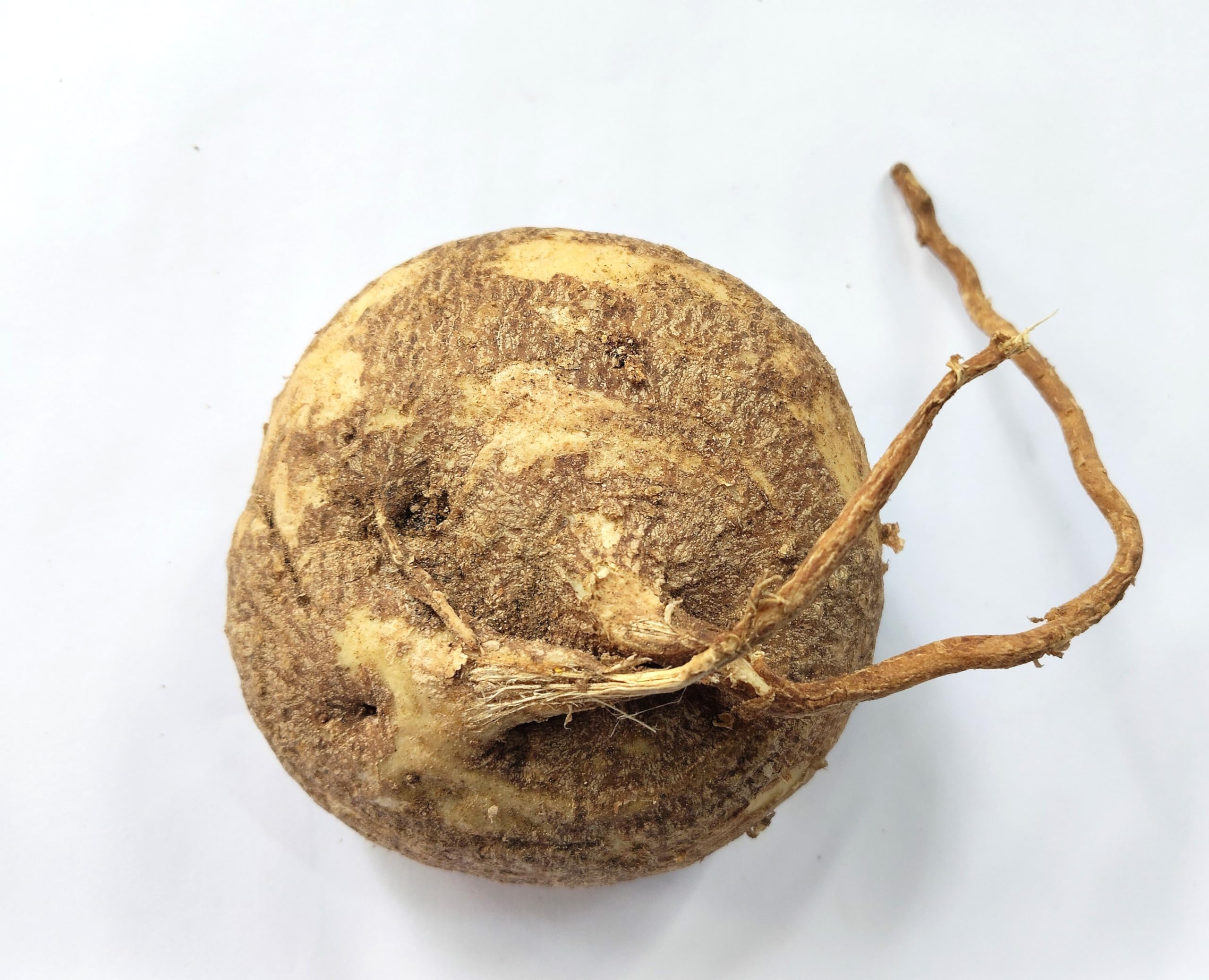 CooPany Agasa Garudan Kizhangu / Akasgaddah 150 Grams to 500 Grams-picture-29