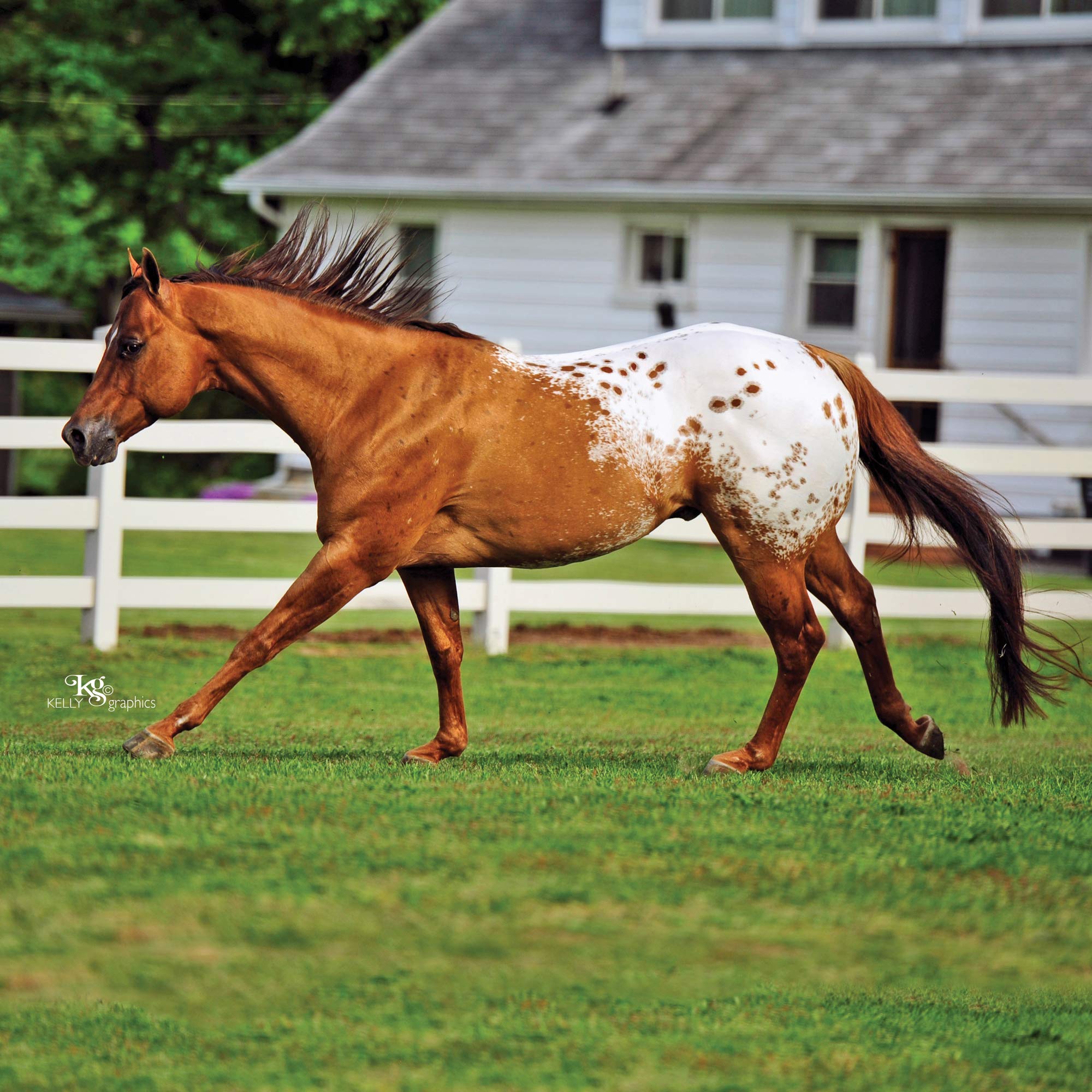 Breyer Horses Traditional Series Chocolatey | Pferde Spielzeug Modell | Maßstab 1:9 | Modell #1842, versch