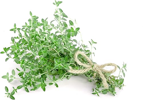 Semillas de hierbas de tomillo, sin OMG, 0.02 oz, aproximadamente 2,200 semillas