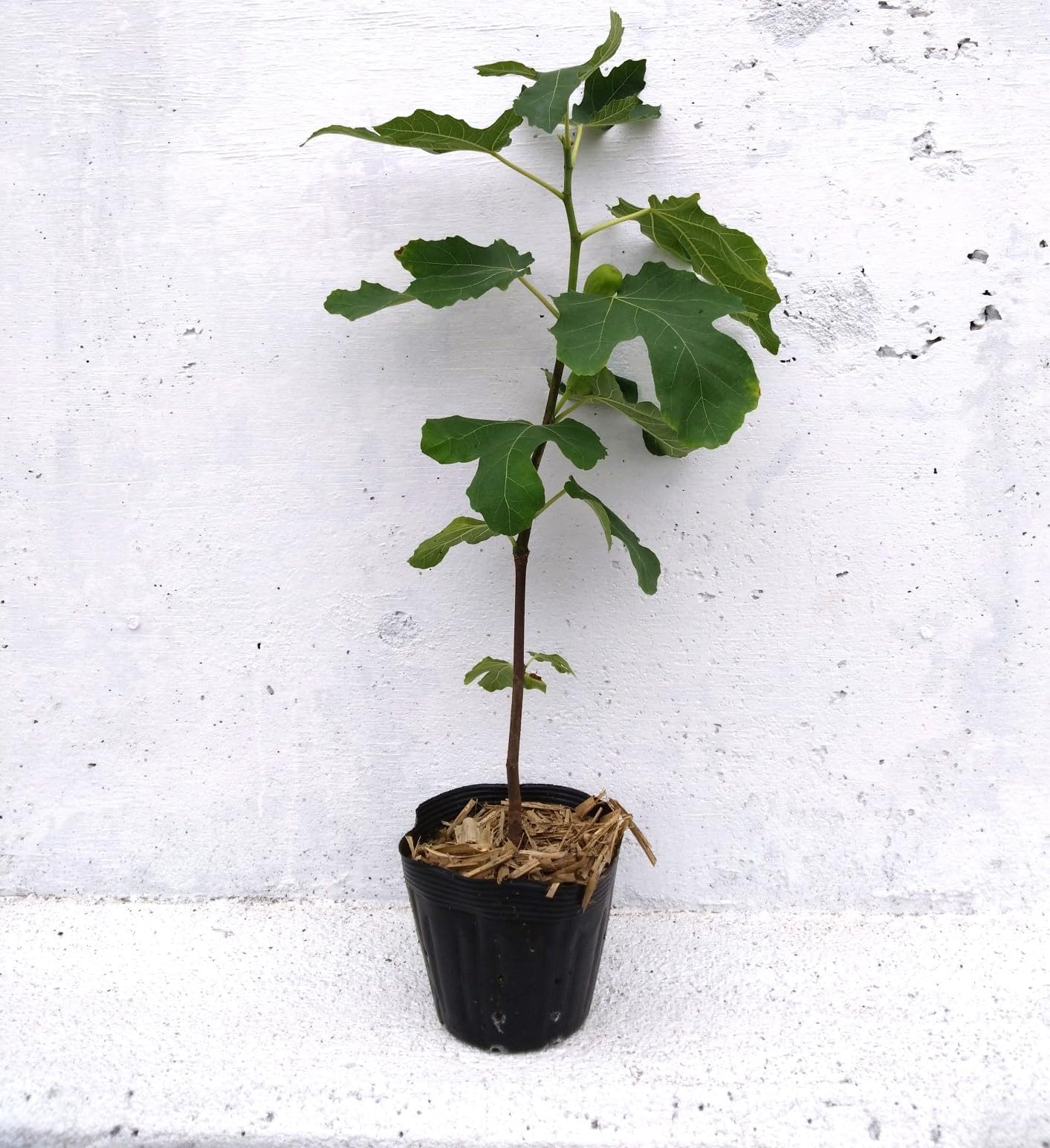 イチジク　苗木　バナーネ Amazon.co.jp: イチジク バナーネ 苗木 苗 果物 フルーツ 大実 15cm