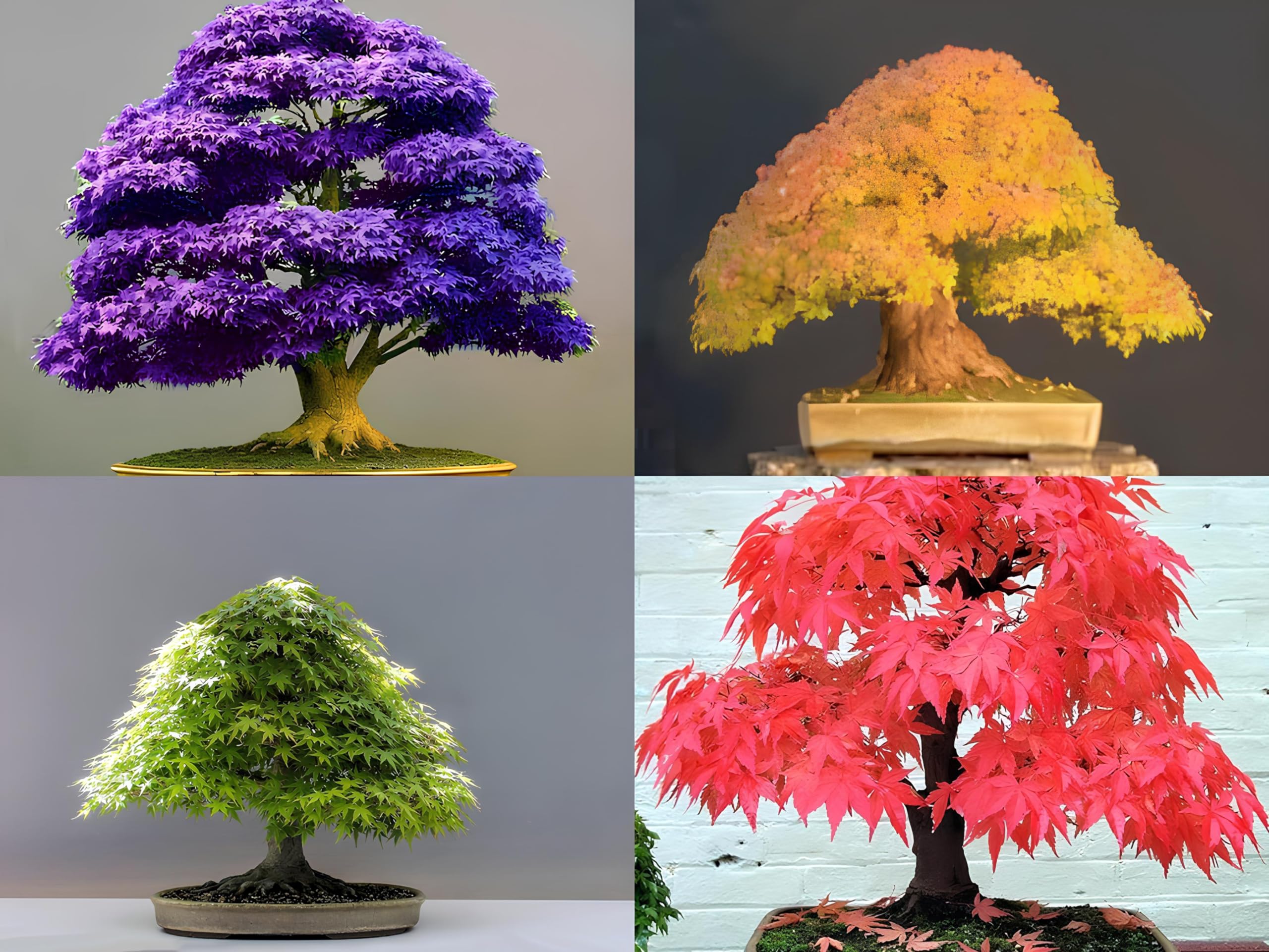 Combo Pack- Japanese Maple Tree Combo Pack - 4 Variety - 15+ Seeds