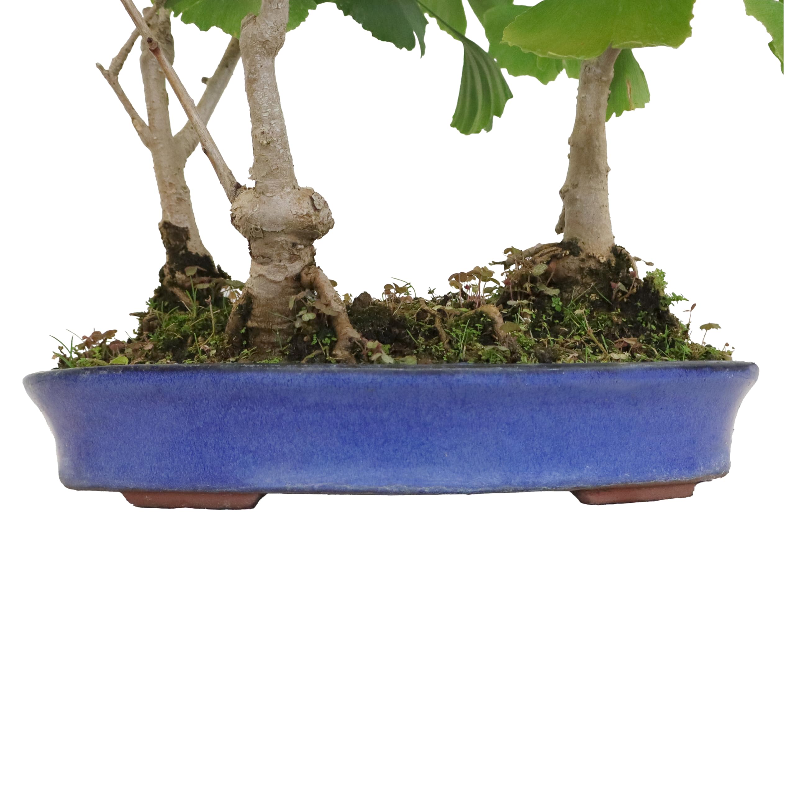 KENTIS - Bonsái Ginkgo Biloba en Arbolado Con 3 Plantas - Bonsái Auténtico Para Exterior - Altura 45/50 cm Maceta Ø 33 cm