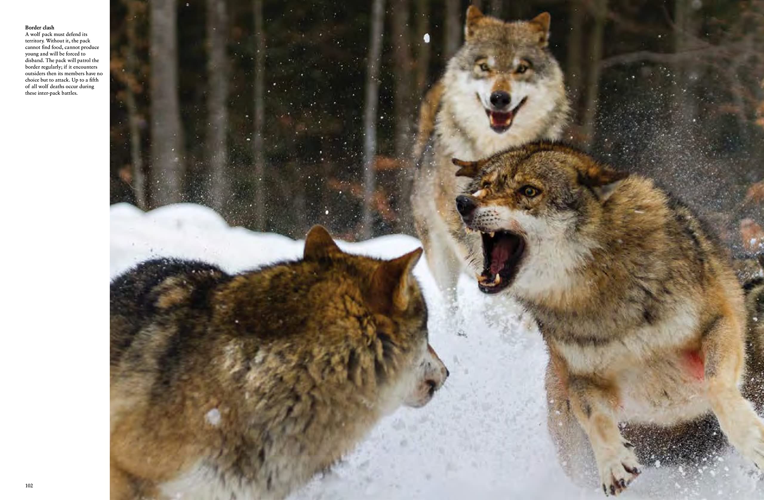 Wolves: Stunning Photographs of Nature's Hunters in the Wild (Animals in Photographs)