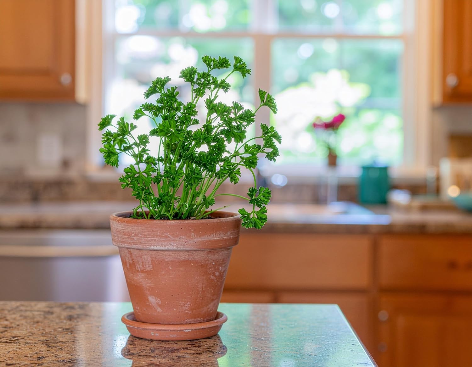 Miracle LED SmokePhonics Parsley Starter, Braided 4-Socket Grow Light Kit Blue Spectrum(2-Pack)