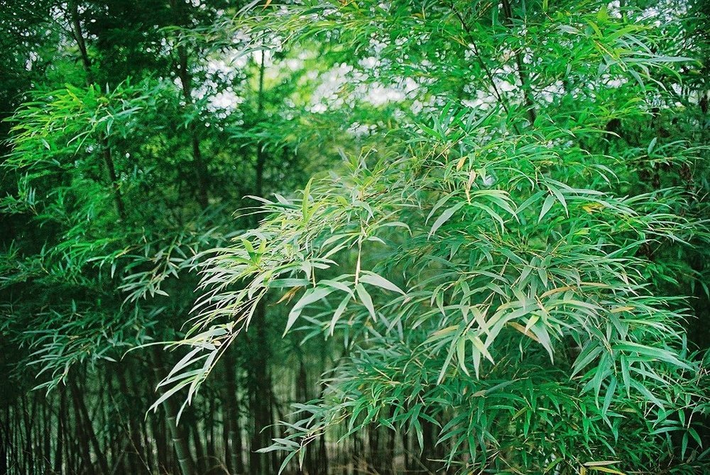 Bambou Moso - Phyllostachys pubescens - 20 graines