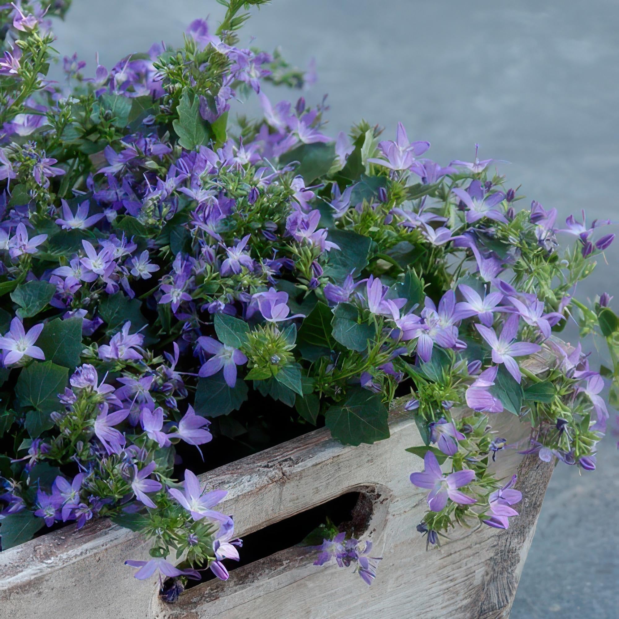 Campanula poscharskyana 'Stella' poduszka wisząca, średnica 9 cm, 12 roślin, kwitnąca i łatwa w pielęgnacji, słońce i cień