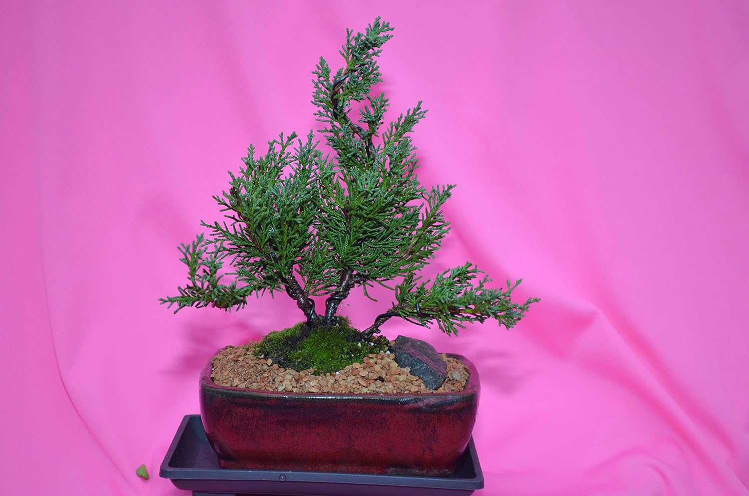 ZUNKOM Indoor Bonsai, Shimpaku Juniper Grocery & Gourmet Food
