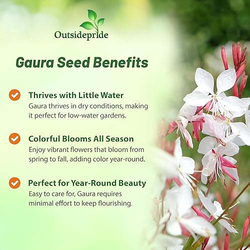 Miniatura 3 de Outsidepride Gaura Seeds - 200 unidades. Semillas perennes, tolerantes a la sequía y de bajo mantenimiento, semillas de flores para plantar fáciles