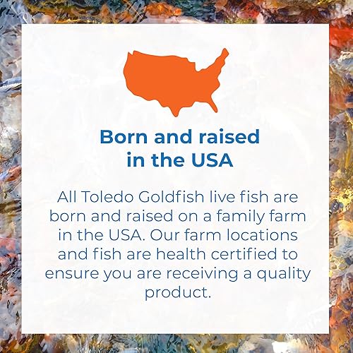 Miniatura 6 de Toledo Goldfish Cangrejo de río cangrejos vivos perfectos para estanques de media o acuarios - 100 unidades