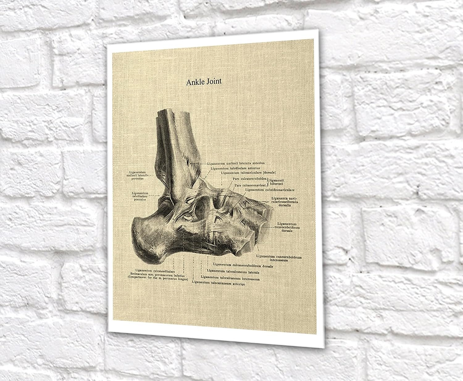 Gnosis Picture Archive Orthopedic Decor set of 6 unframed Art of Human Anatomy Joints