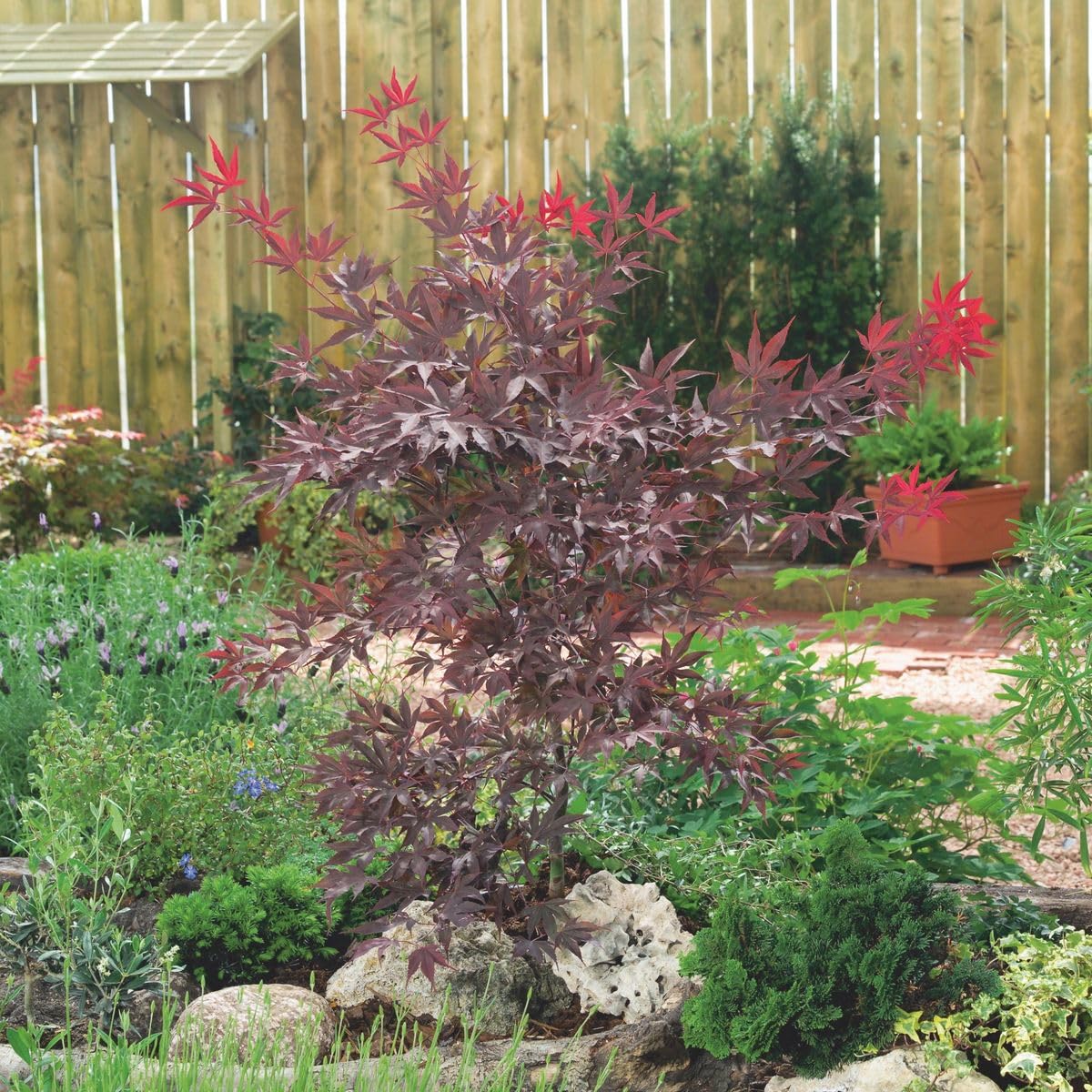 Acero rosso giapponese "Acero palmatum atropurpureum" pianta in vaso ø12 cm Vivaio di Castelletto
