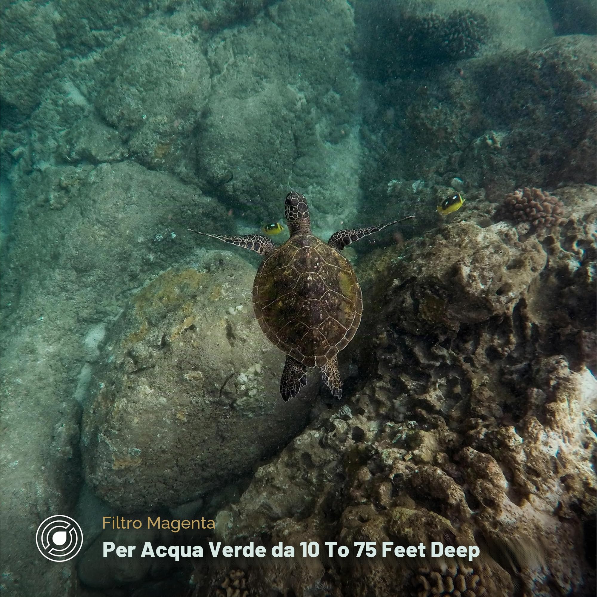 PolarPro - DiveMaster - per HERO 9/10/11/12/13 Black - Custodia protettiva - Rapida e sicura - Cattura colori vivaci in acque blu, verdi e poco profonde - immersioni