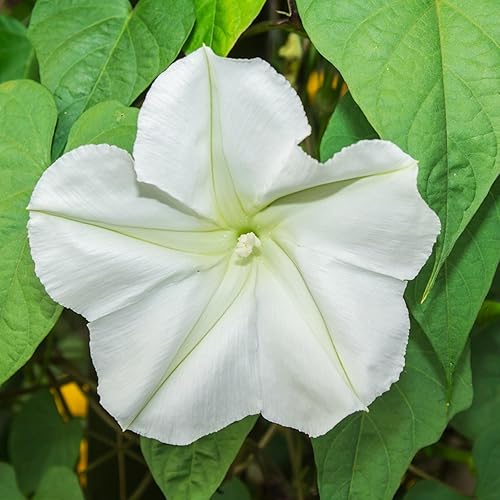 Miniatura 2 de Seed Needs Semillas de flor de luna para plantar flores blancas de verano prolíficas | 1 onza de semillas de vid Ipomoea Alba Las flores de luna