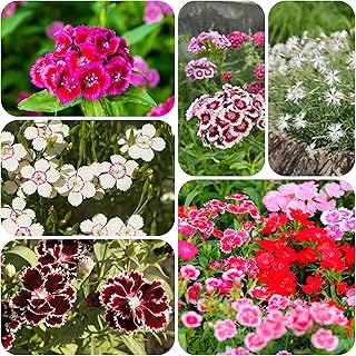 Bartnelken semillas Serie de plantas raras (Dianthus chinensis) exóticos semillas hierbas semillas flores hierbas de verano interior sala 200pcs semillas