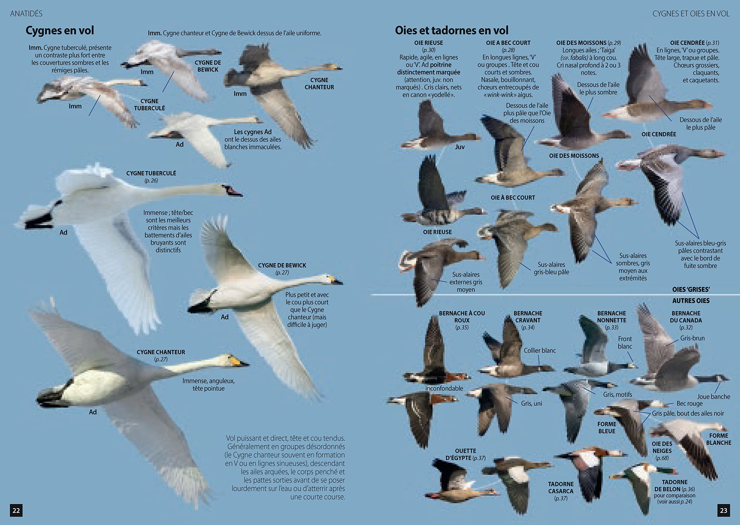 Guide des Oiseaux d'Europe: Manuel d'identification photographique