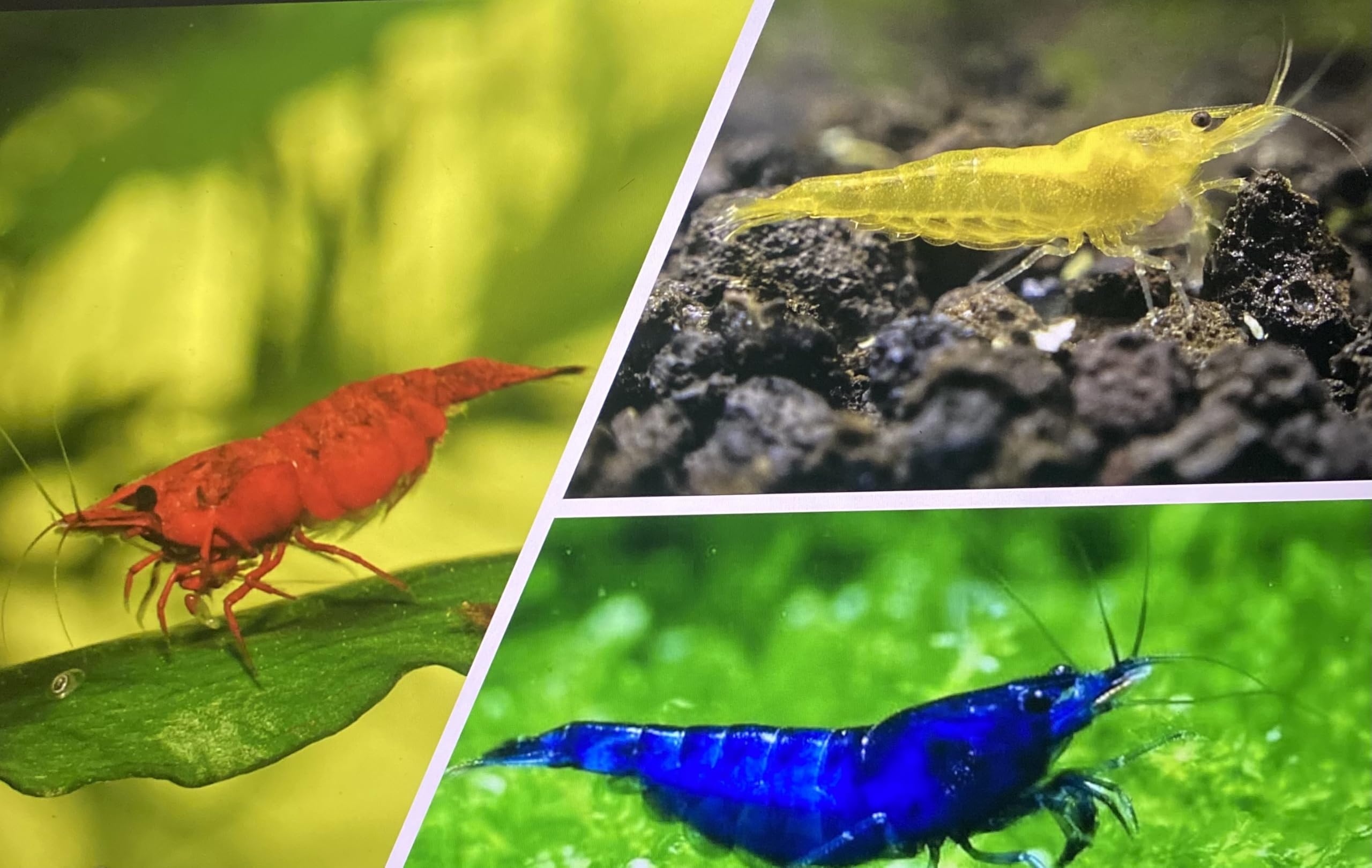 5 x Mix Cherry Red, Blue & Yellow Live Shrimp + 50g Snowflake Food Freshwater Aquarium