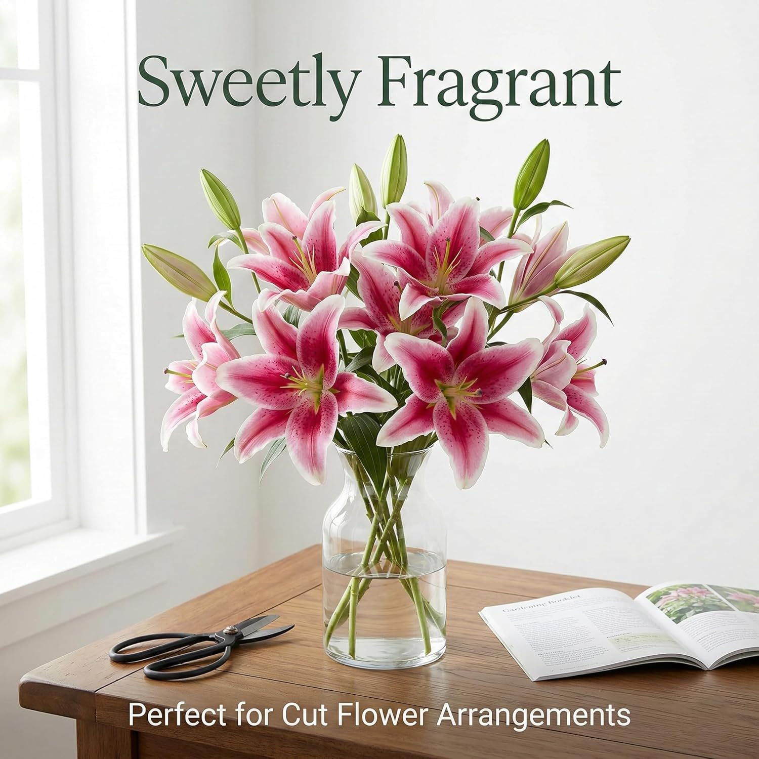 Great Deal! Flower Bulbs - Giant Stargazer Flower Lily Perennial Bulbs - Petals with Deep Fuchsia in The Middle Fading to Light Pink Trimmed in White (18)