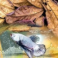 Vista 3 de Sukh 30 hojas de almendra india para Betta – Acondicionador de agua de almendras grandes para acuarios Catappa Acondicionador de agua de almendras