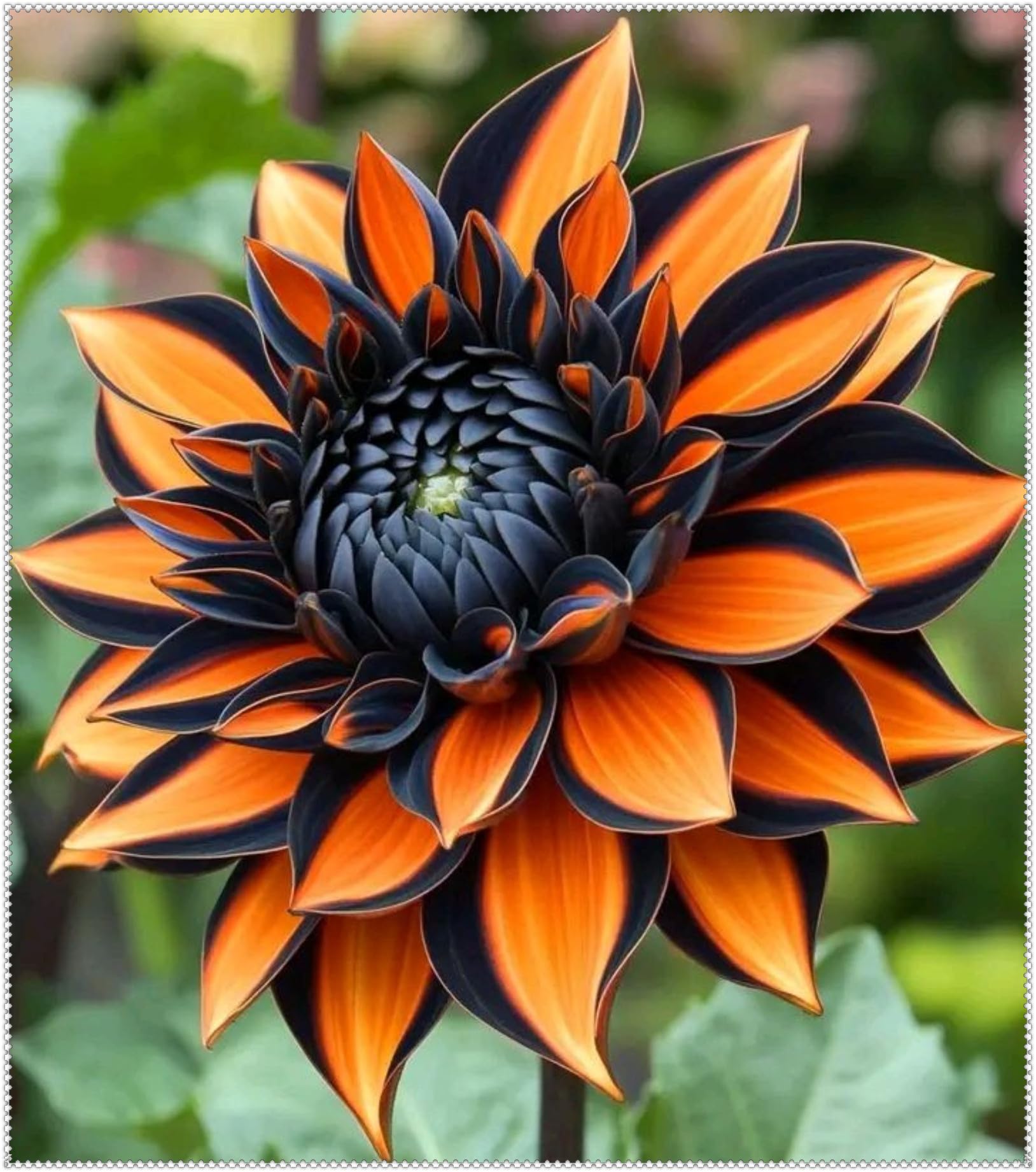 Dahlia tubers UK/Dahlia Bulbs Plants/Perennial Good for Containers for Your Beautiful Garden/Excellent Display-8 Bulbs-C