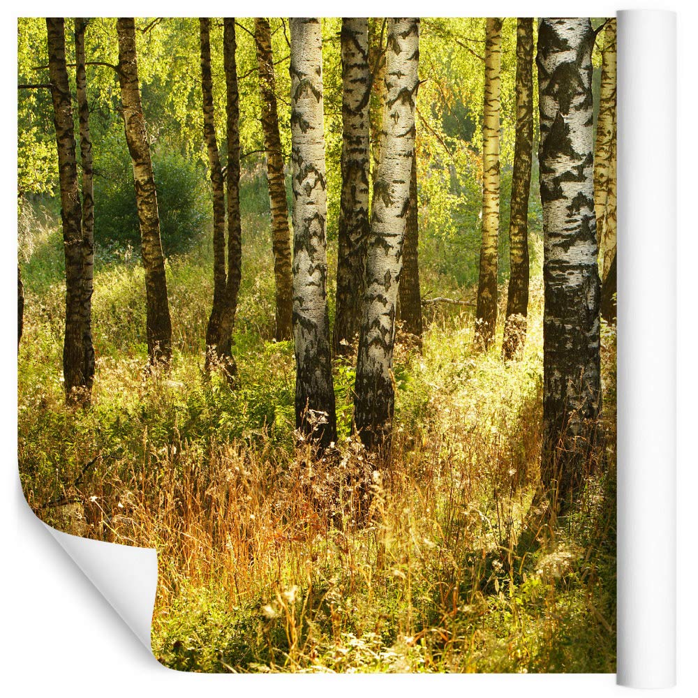 Fototapeta Las DRZEWA BRZOZY Natura Pejzaż Widok 3D Roślinność Zieleń Dekoracja Ścienna do Salonu Biura Sypialni Kuchni Modny Wzór XXL 405x270