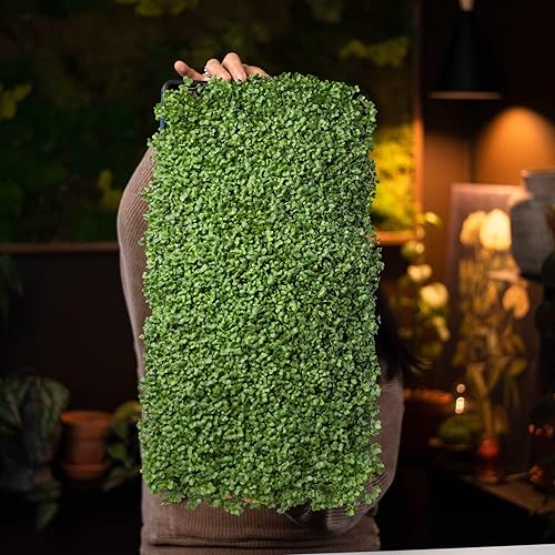 Miniatura 2 de Bootstrap Farmer Microgreen 1020 - Bandejas blancas, paquete de 10 unidades, extra fuerte con agujeros, bandeja de semillas poco profundas para