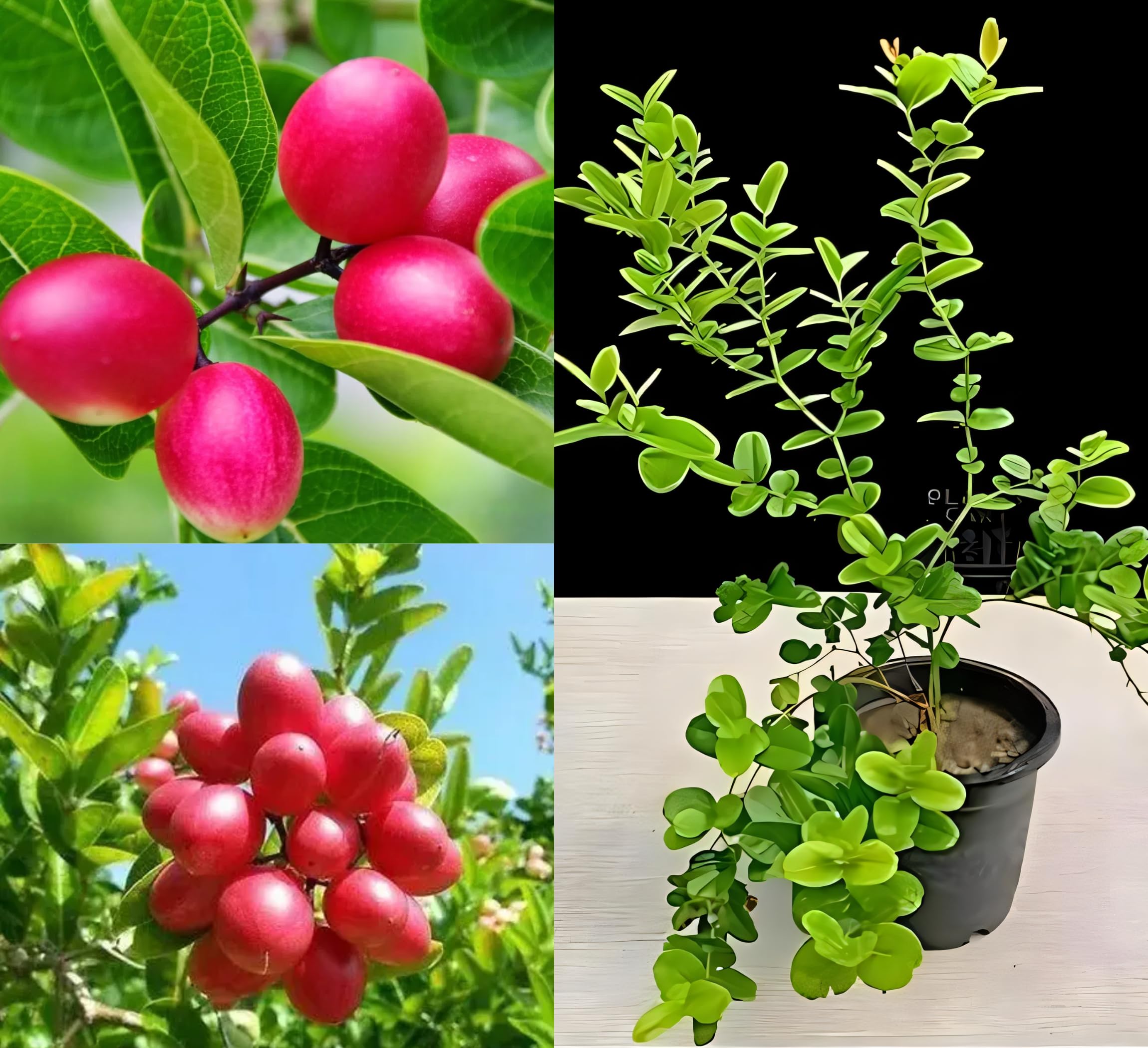 Eroanvia Live Karmocha Plant/Karonda Hybrid/Karonta Fruit & Fruits Trees Healthy Hybrid Live Plant For Home Garden (B0BGCRJ18B) Amazon Price History, Amazon Price Tracker