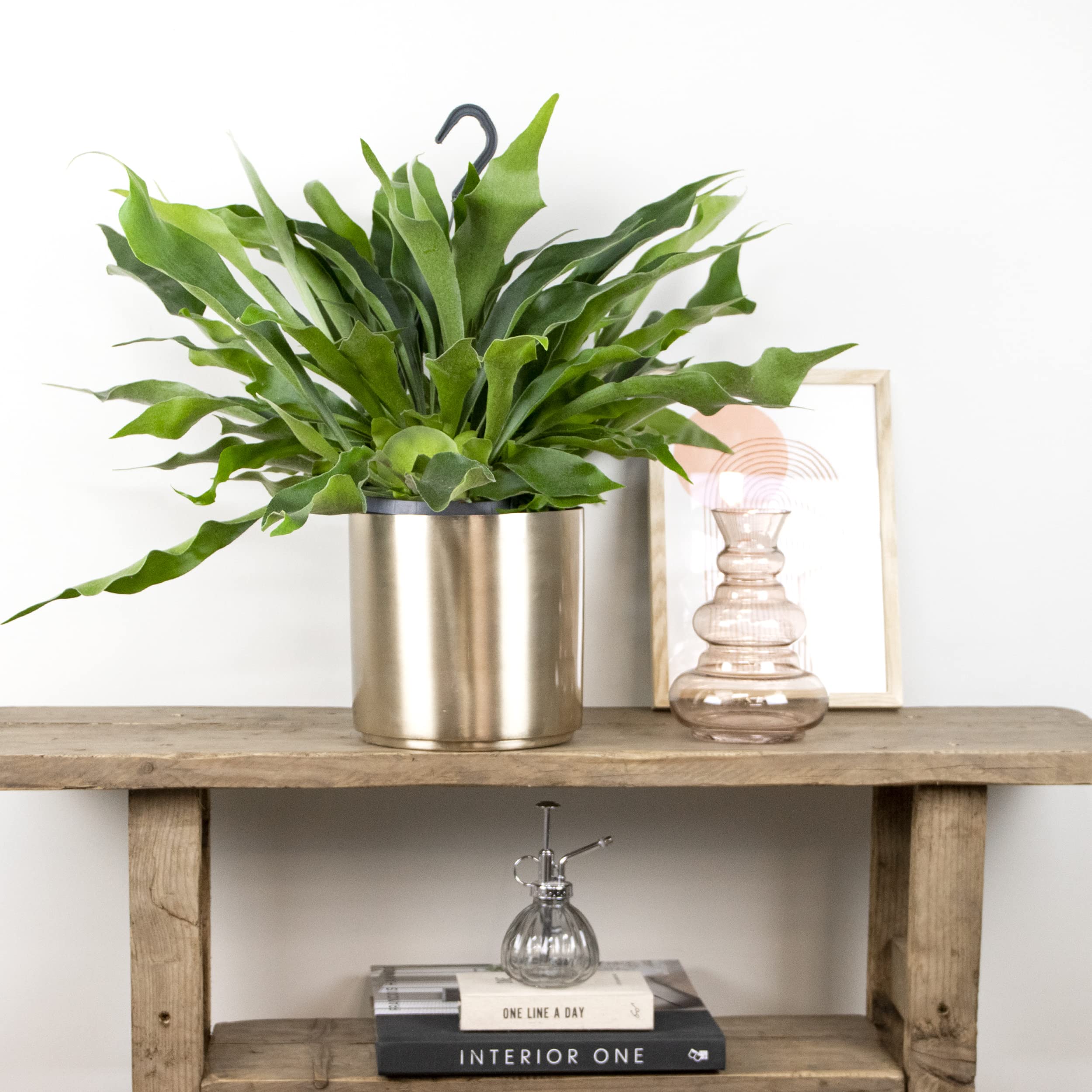 Bloomique - Platycerium bifurcatum - Helecho cuerno de alce - Plantas de interior - Colgantes - Apta para mascotas - Purificadora del aire - Altura 30-40 cm - Maceta colgante 17 cm