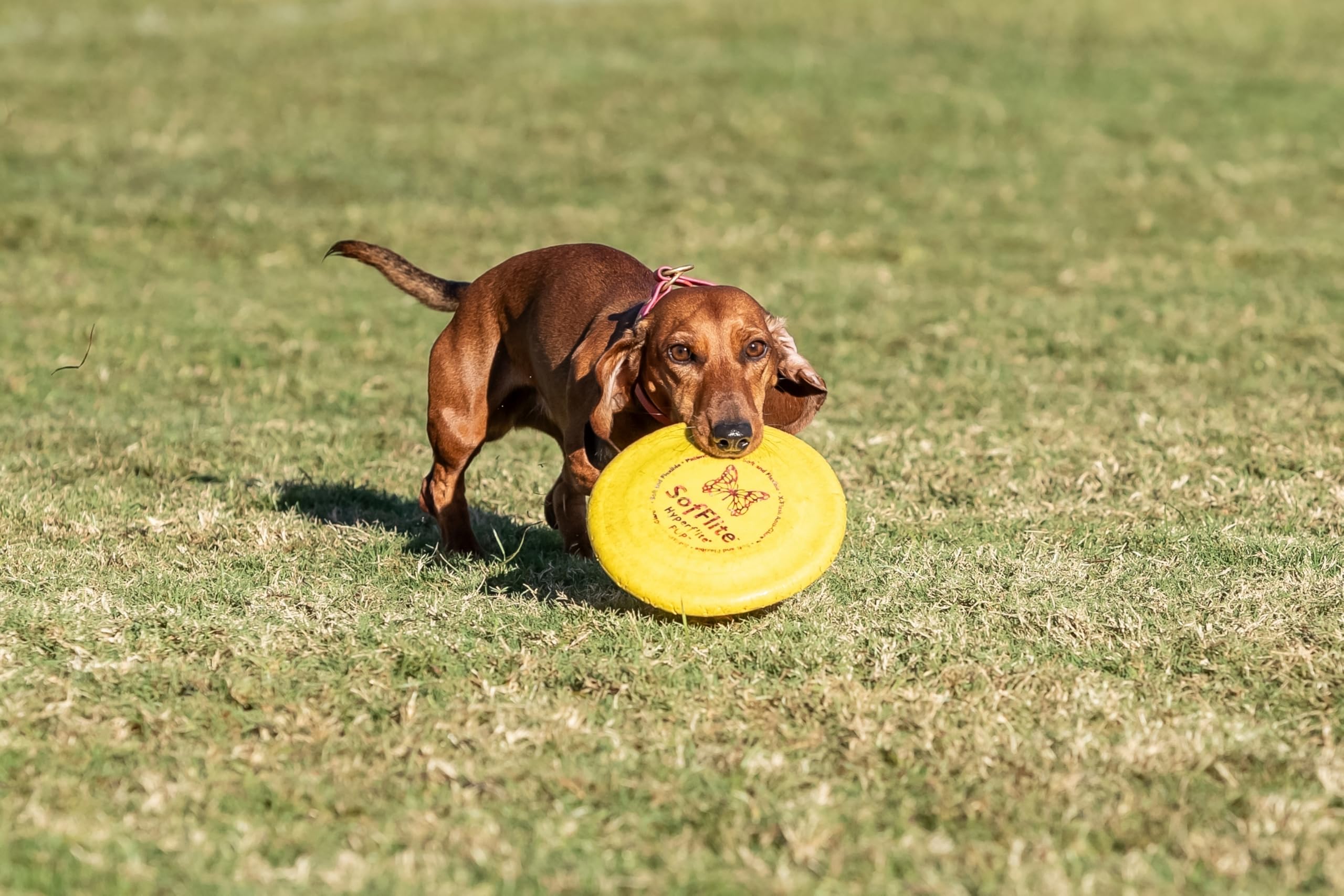 Hyperflite K-10 Pup SofFlite Dog Disc