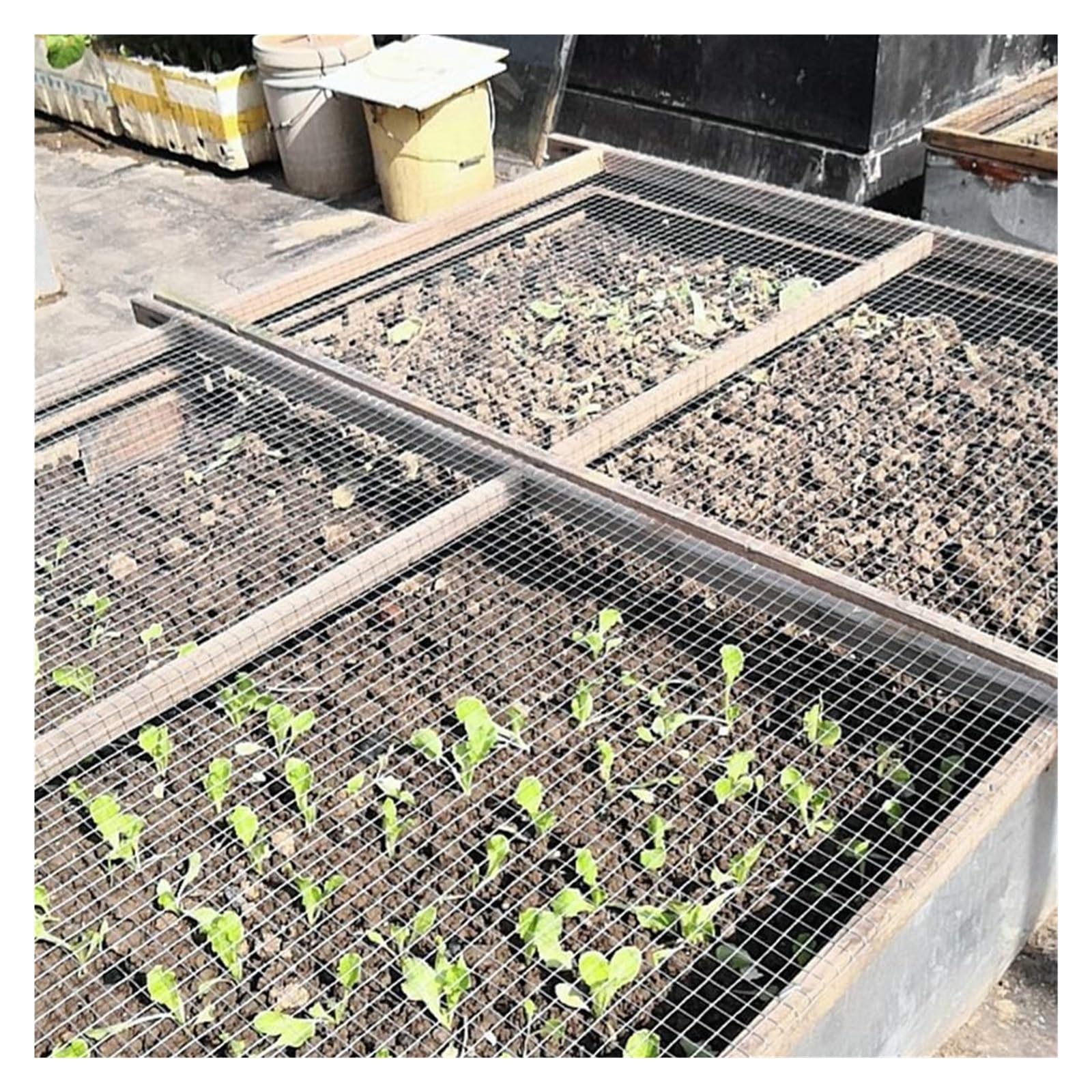 Rotolo di rete metallica saldata, recinzione pollaio, filo di acciaio inossidabile 1 mm, tessuto hardware a maglia quadrata 12 con pinze per verdure, frutta giardino, coniglio(0,6 x 3 m)
