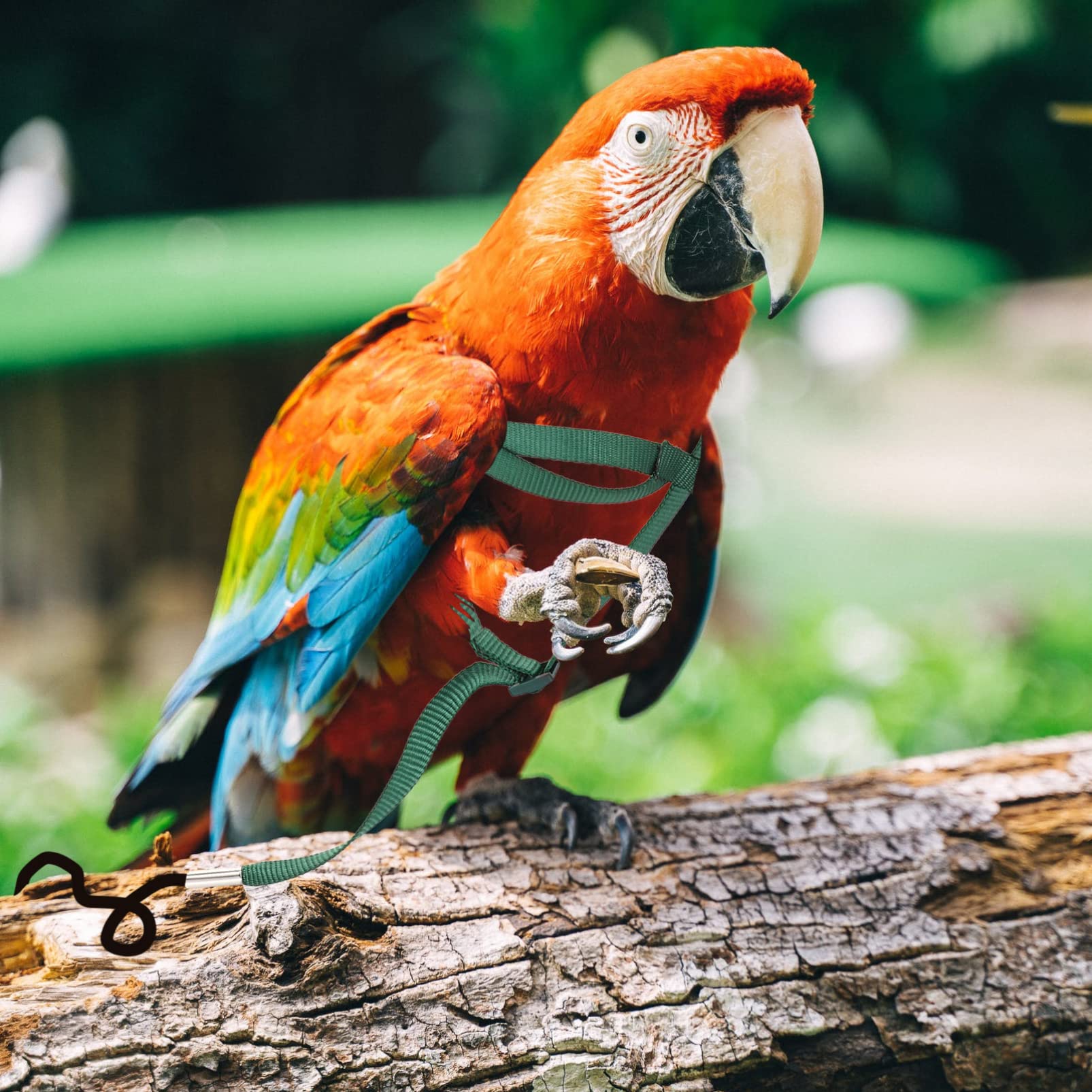 POPETPOP 4 Juegos De Cuerdas Ajustables para Soltar Pájaros Y Loros Cuerda De Tracción Y Entrenamiento para Pájaros Cómodas para Pájaros Pequeños (3 Unidades X 4)