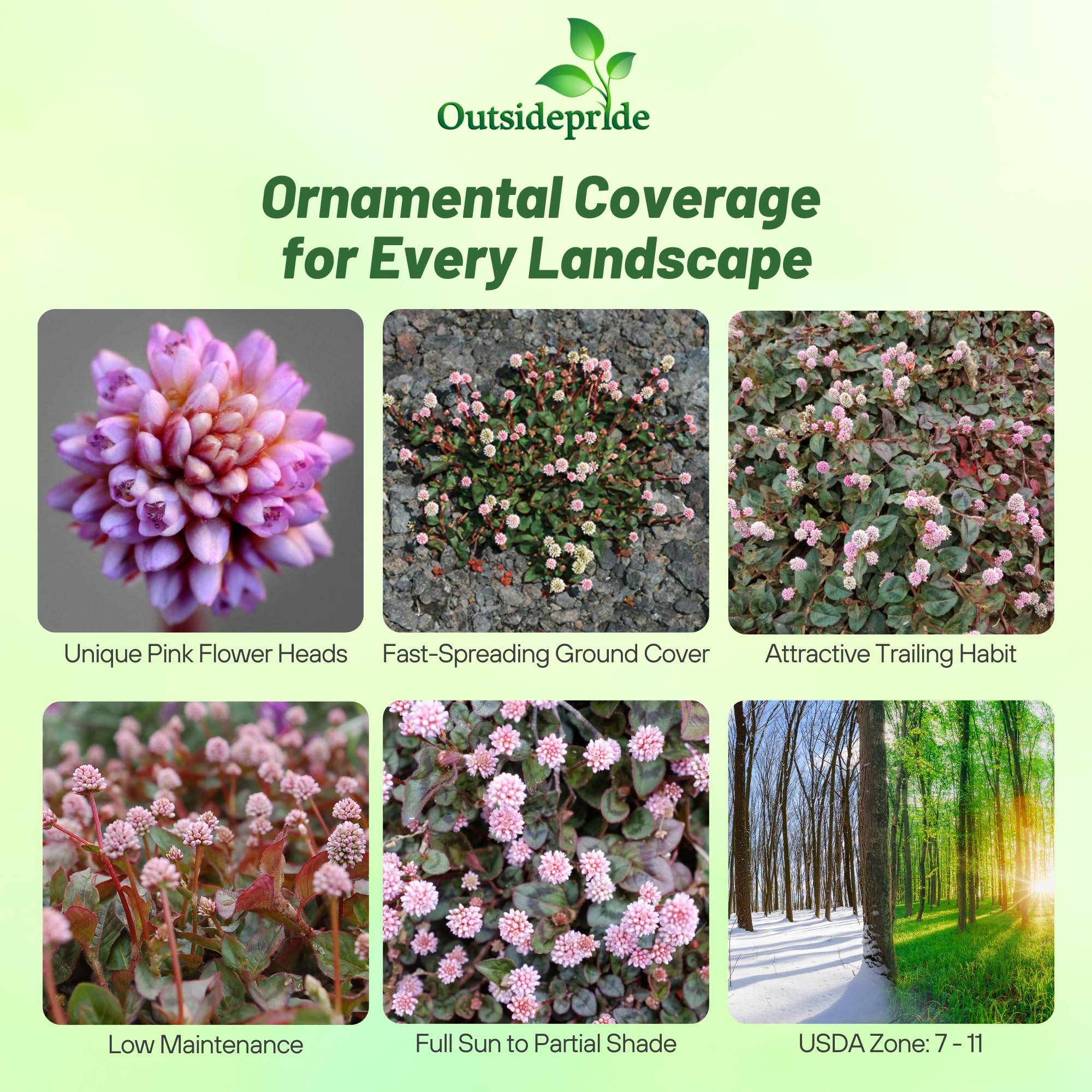 Amazon.com : Outsidepride Polygonum Capitatum Pinkhead Smartweed