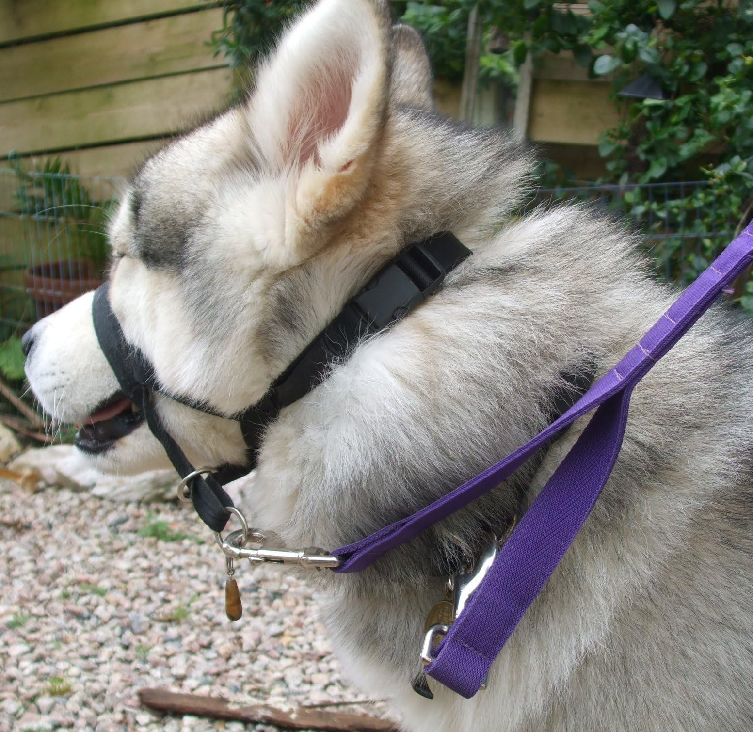 Double Ended Lead for Haltis & Headcollars - Colour Choice (Blue)