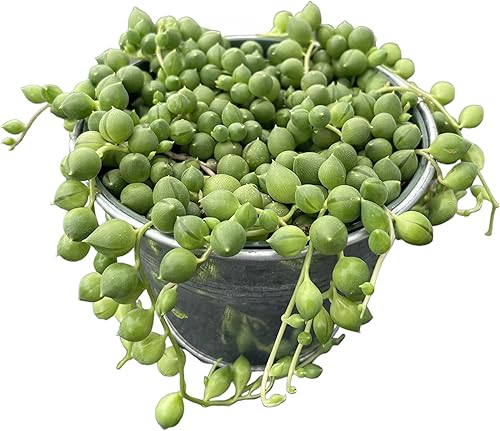 Sprout N Green Cadena de perlas de 4 pulgadas con maceta de metal vintage, planta suculenta viva para el hogar, oficina, boda, decoración colgante,
