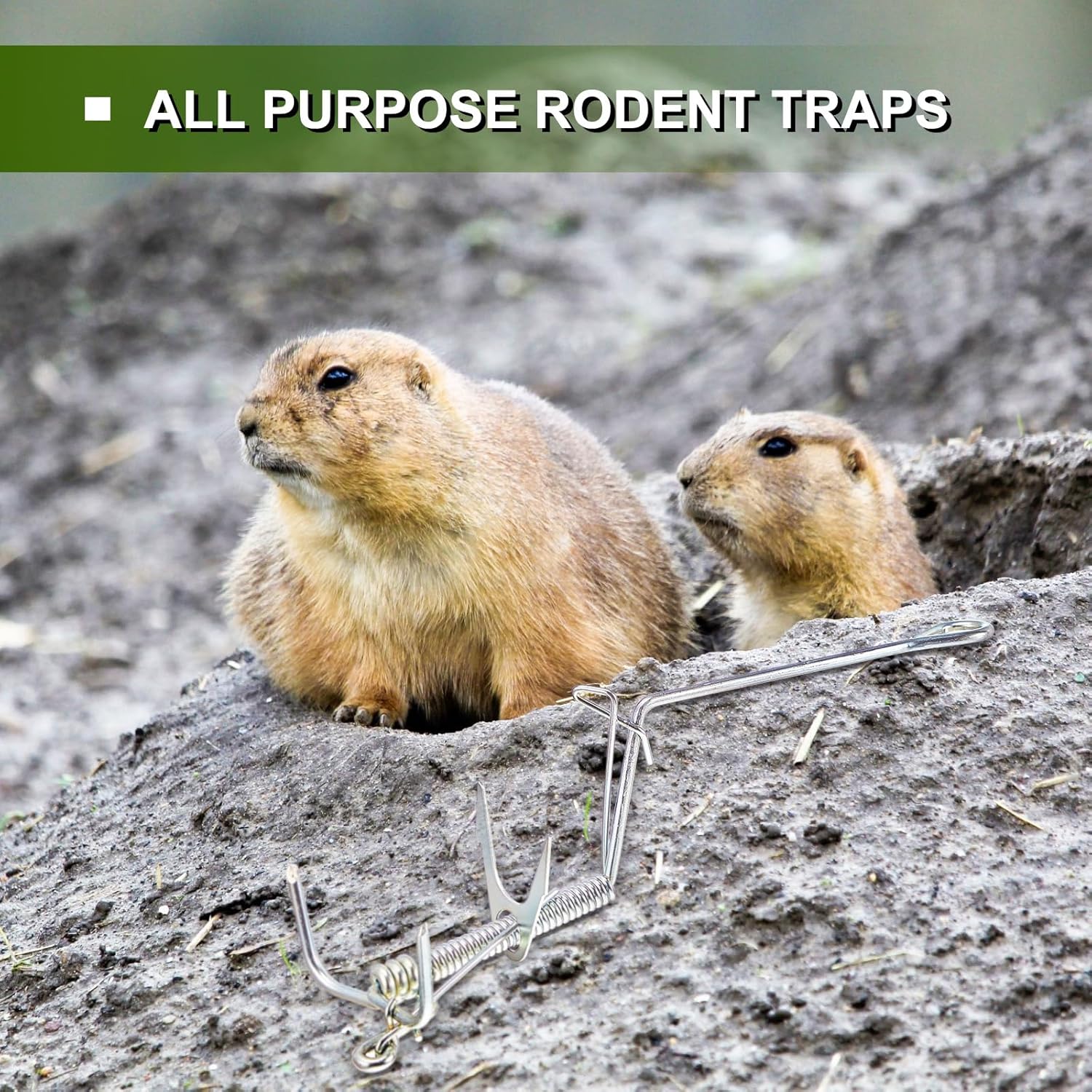 Qualirey Mole Traps Pocket Gopher Traps for Trapping Kill Mole Animal Ground, 9.84 x 2.95 x 2.76 Inches(6 Pcs)