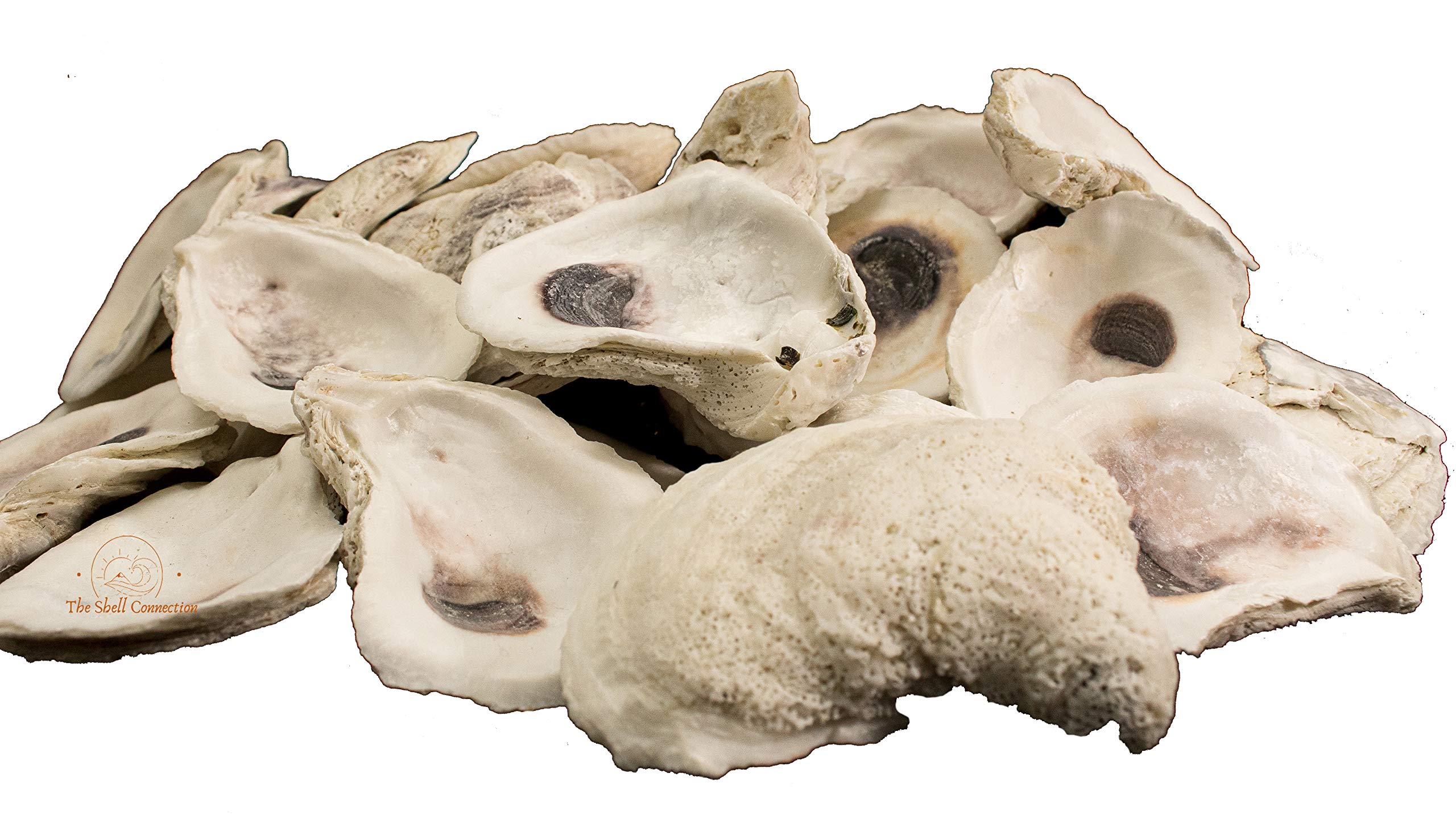 Oyster Shells | 5-6 | 24 Pieces | Large Oyster Shells, 5 - 6