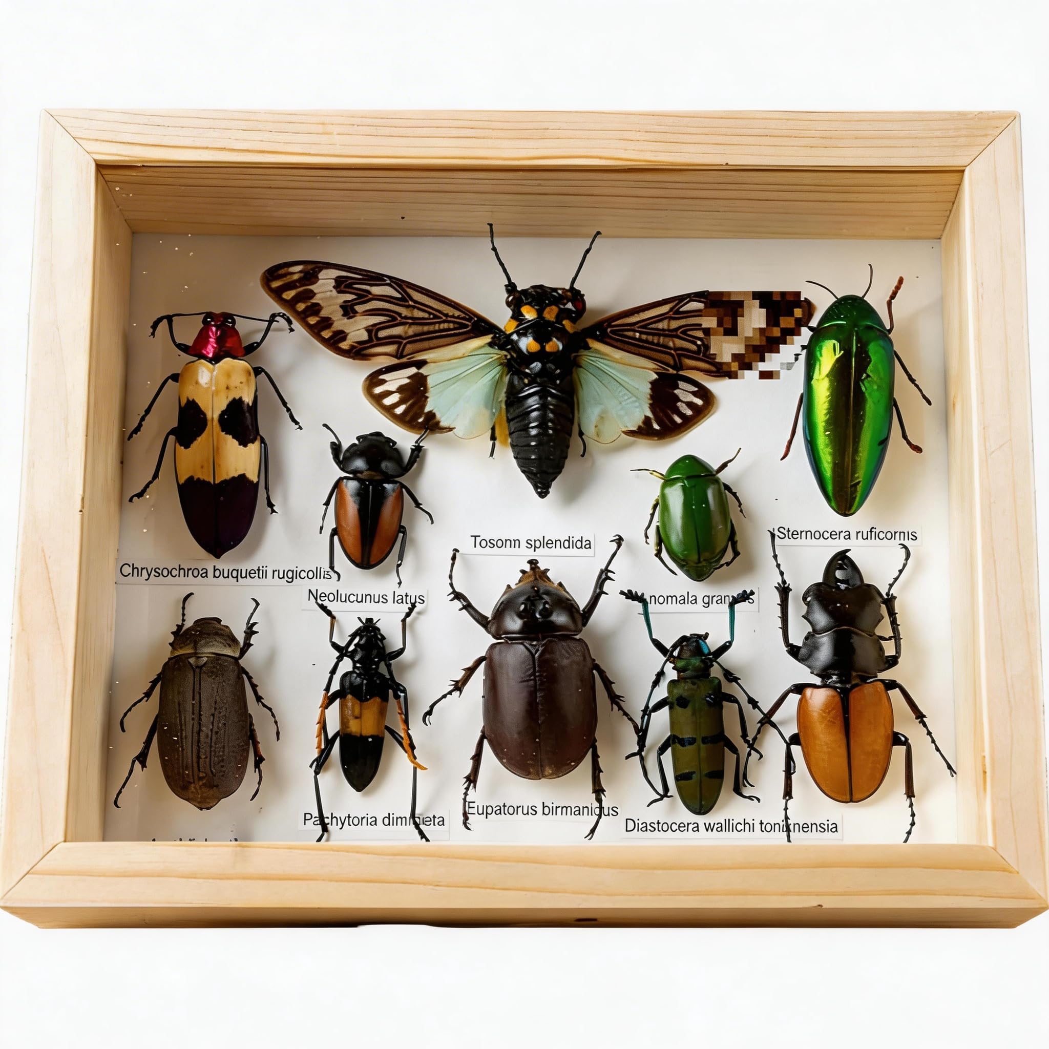 Véritables insectes taxidermiques - 10 insectes mixtes - Décoration murale avec fermoir à suspendre et cadre en bois - Pour collections, éducation et décoration d'intérieur C
