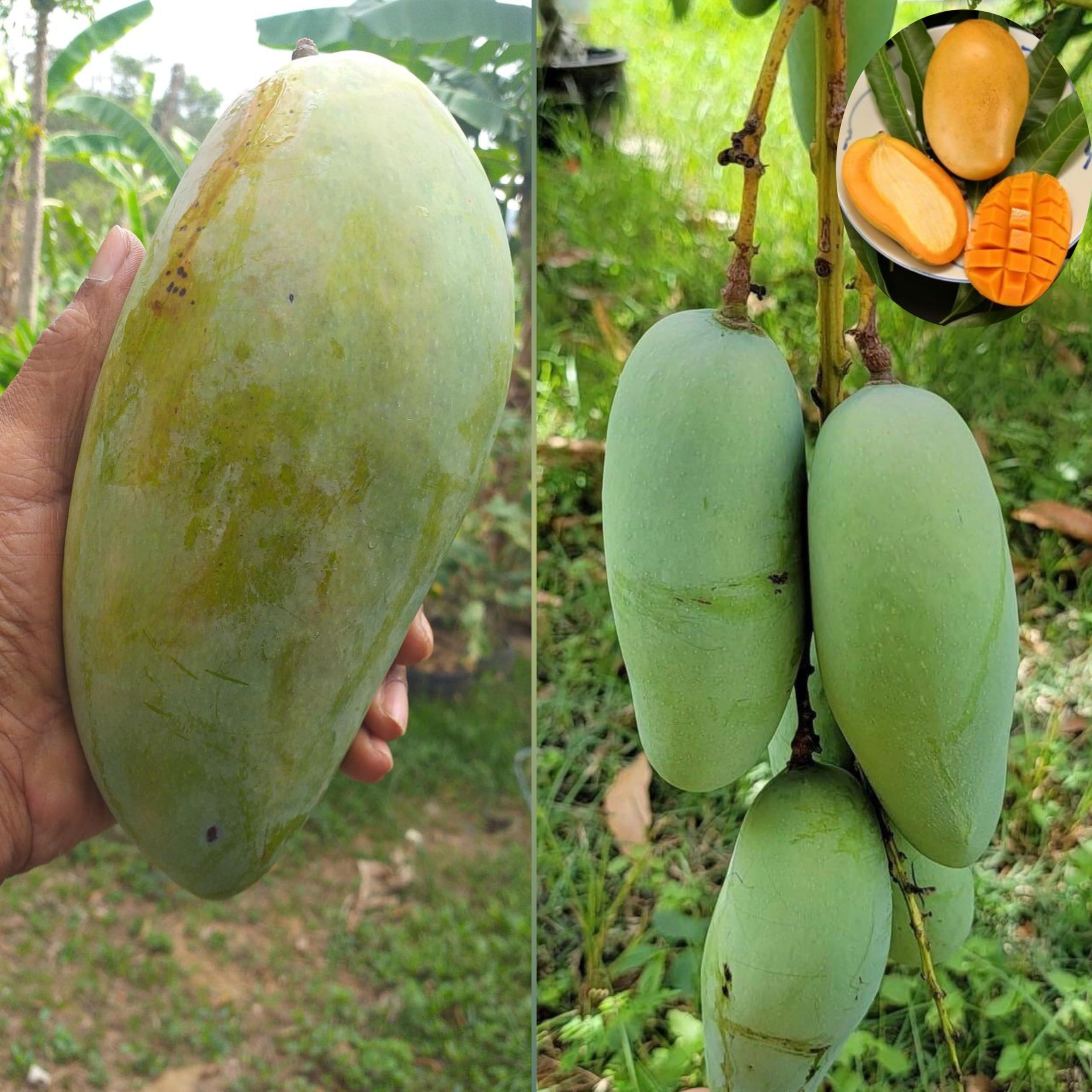 See full amazon price history chart for Eroanvia Combo 2 "Mallika Mango Live Fruit Plant Grafted Hybrid Height 2-3 Feet Mango Tree"King Of Fruits" Healthy Live Plant For Home Garden Eroanvia Combo 2 "Mallika Mango Live Fruit Plant Grafted Hybrid Height 2-3 Feet Mango Tree"King Of Fruits" Healthy Live Plant For Home Garden (B0CH8KSQGJ) Amazon Price History, Amazon Price Tracker