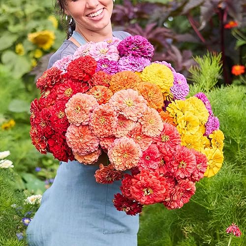 Miniatura 126 de Eden Brothers - Semillas de zinnia, cactus con flores, sin OMG, plantar en primavera, paquete, flores de bajo mantenimiento, zonas 3, 4, 5, 6, 7, 8